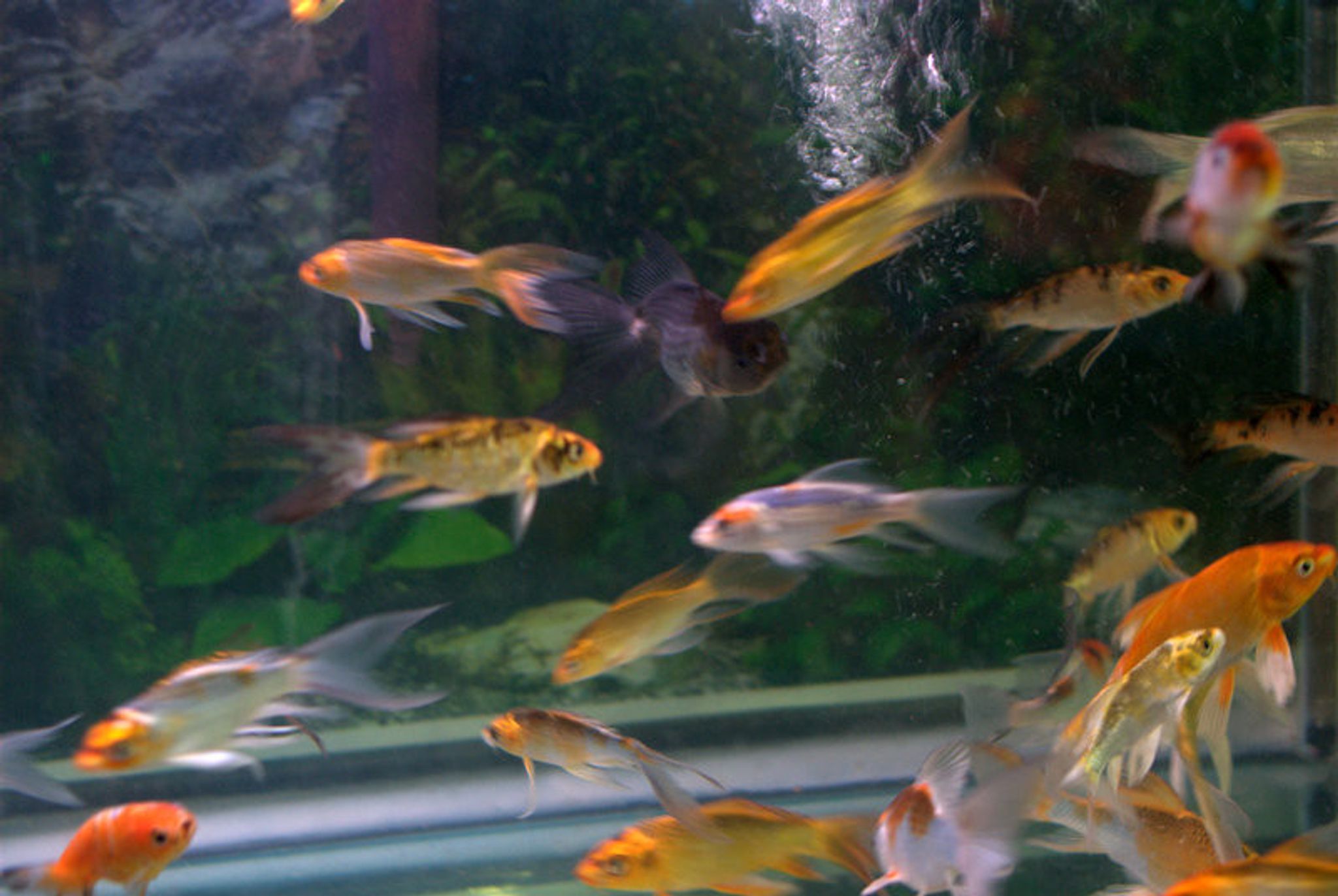 Butterfly Koi Fish