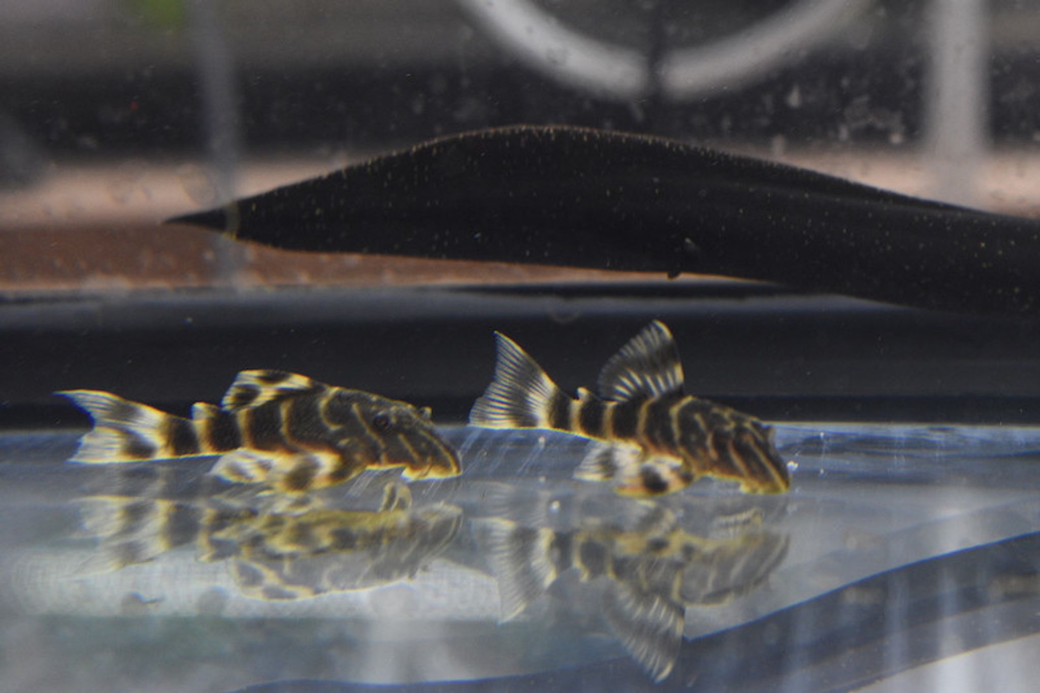 Candy Striped Pleco (Rio Negro Pleco)