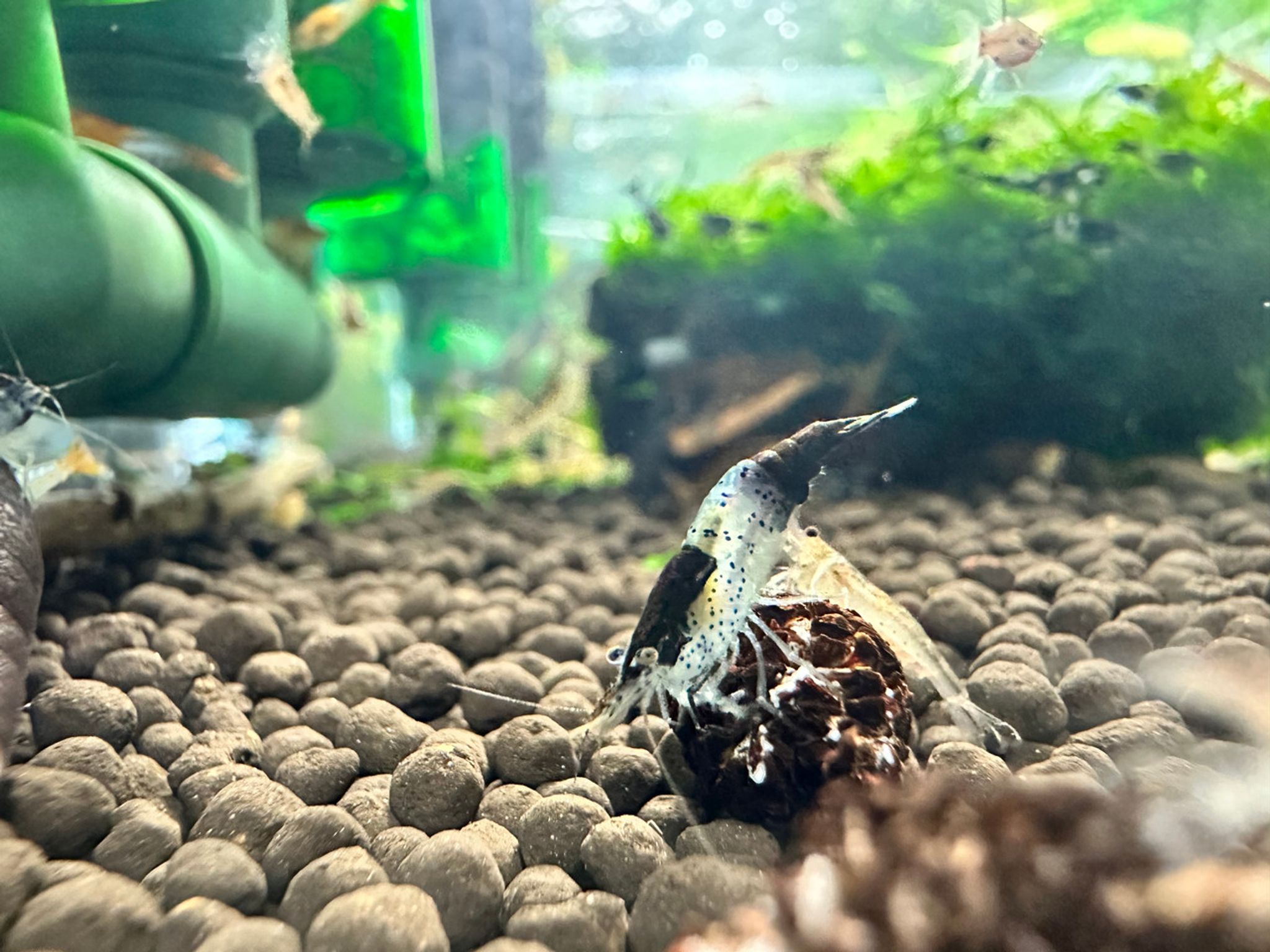Carbon Rili Shrimp
