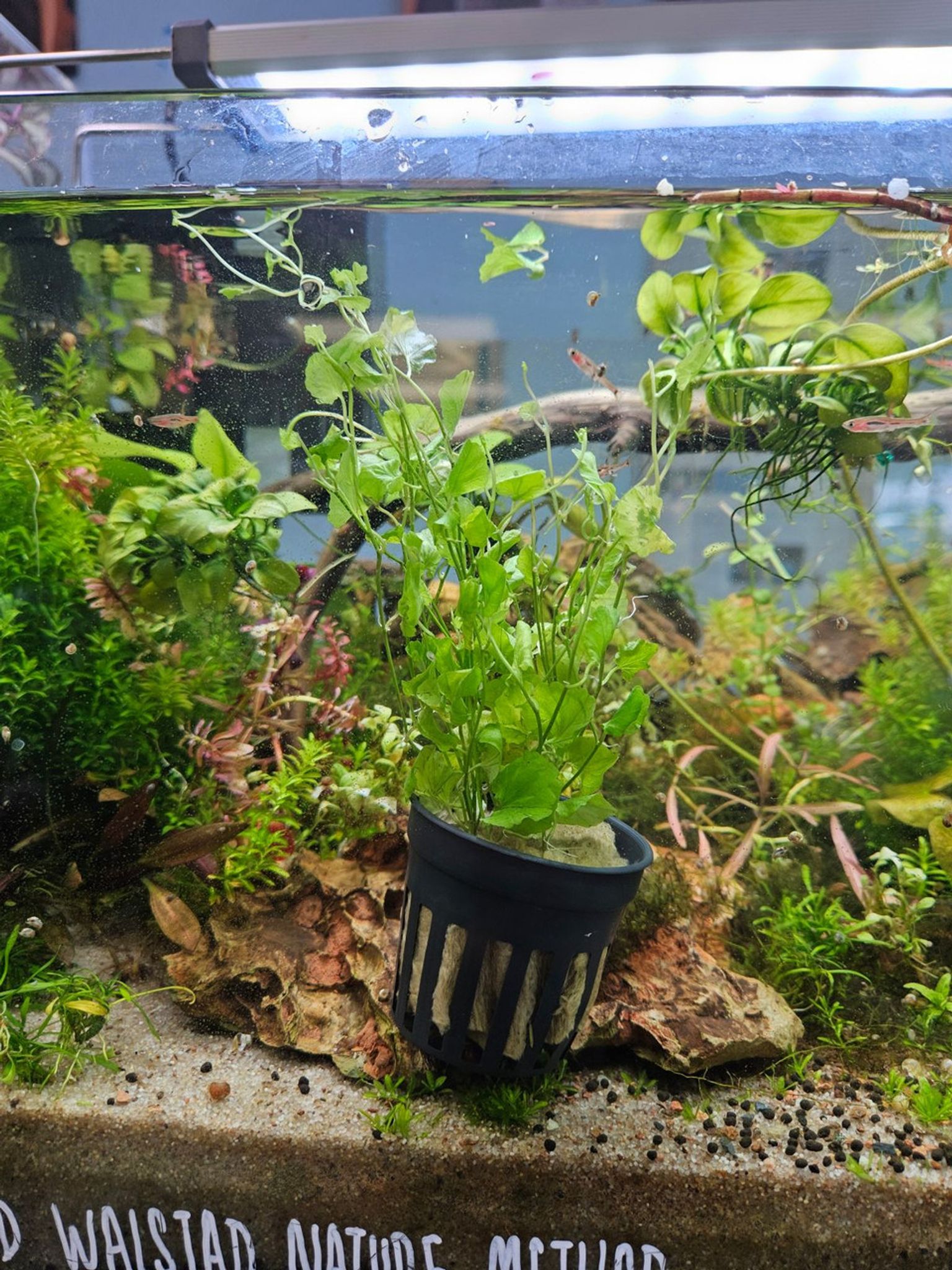 Cardamine Lyrata Sp. Indo