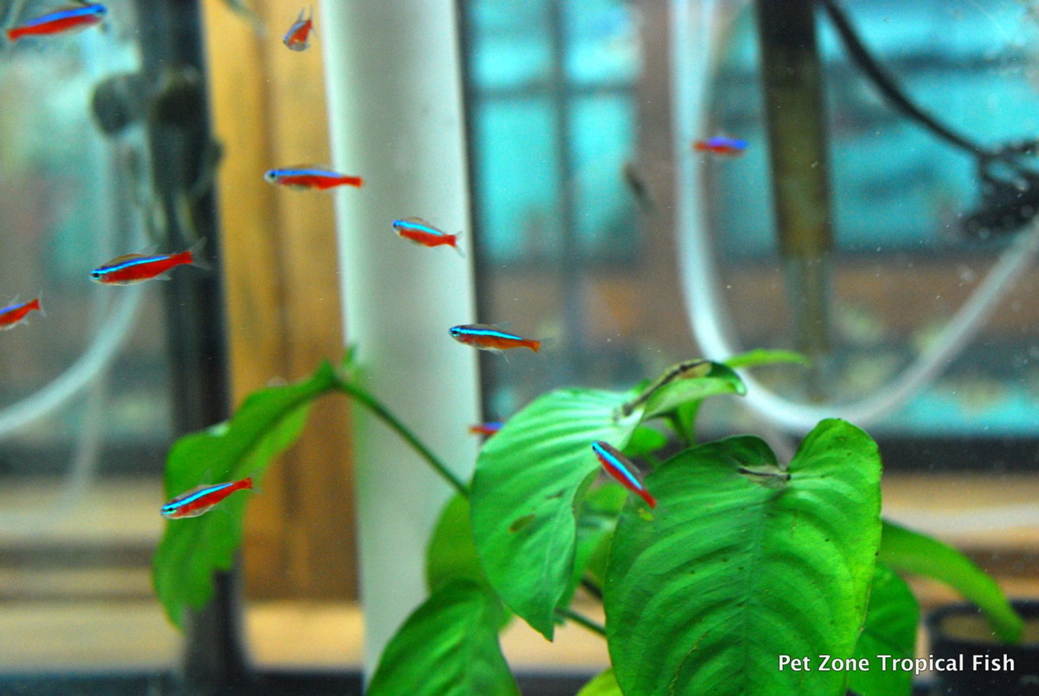 Cardinal Tetra