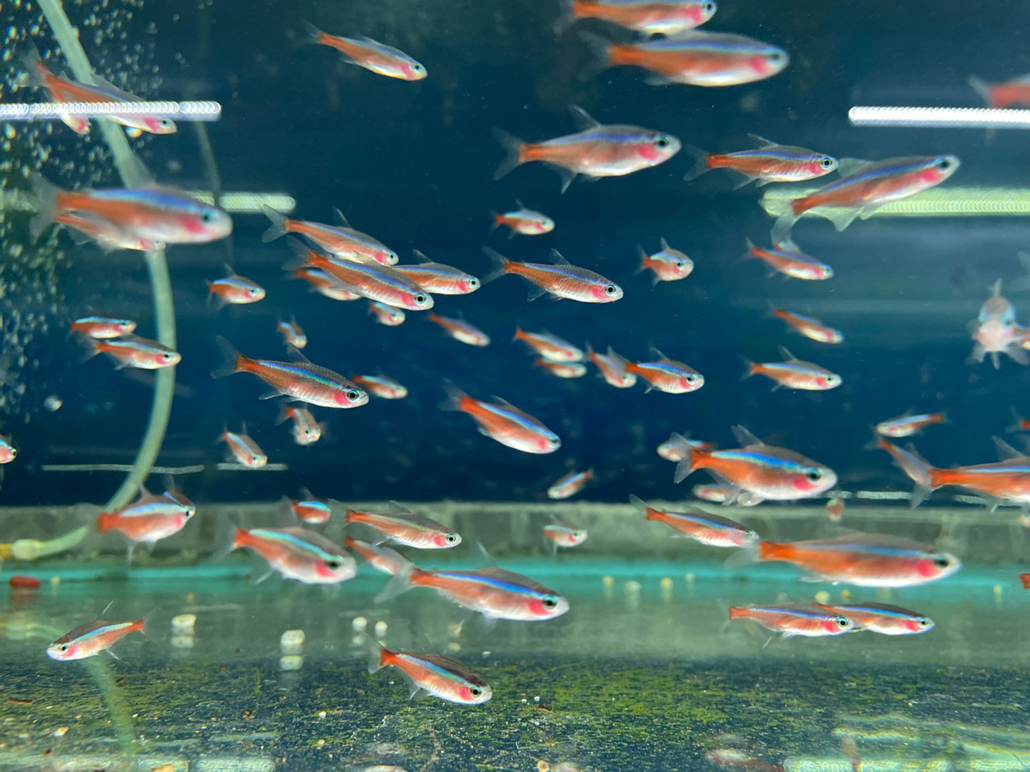 Cardinal Tetra