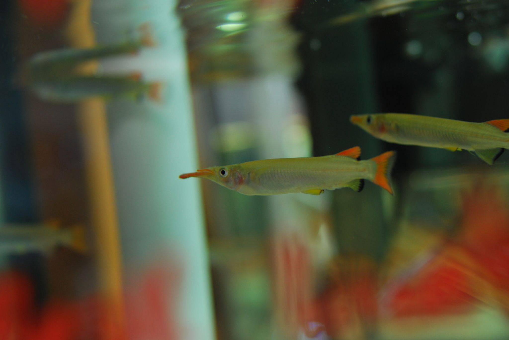 Celebes Half Beak Livebearer
