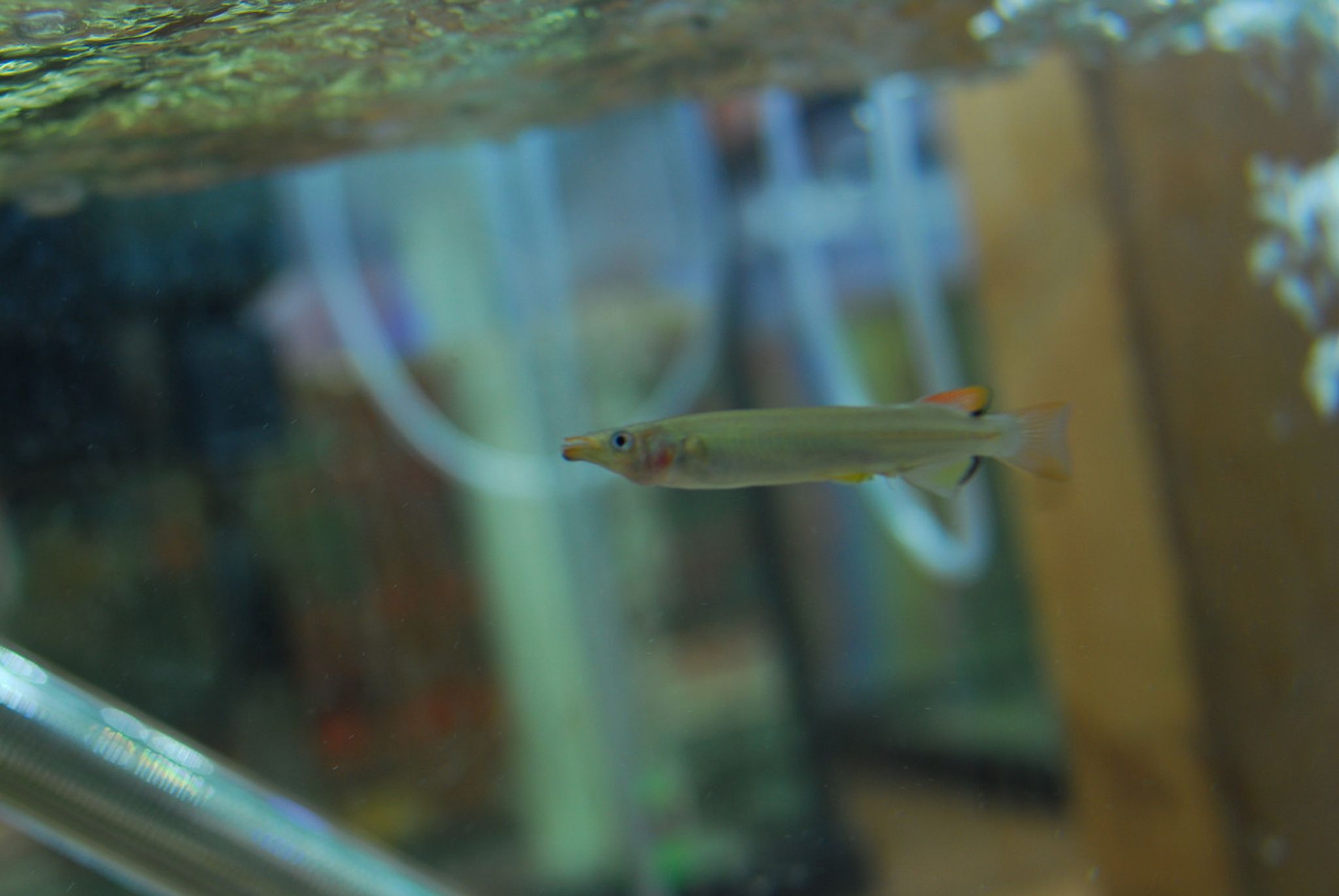 Celebes Half Beak Livebearer