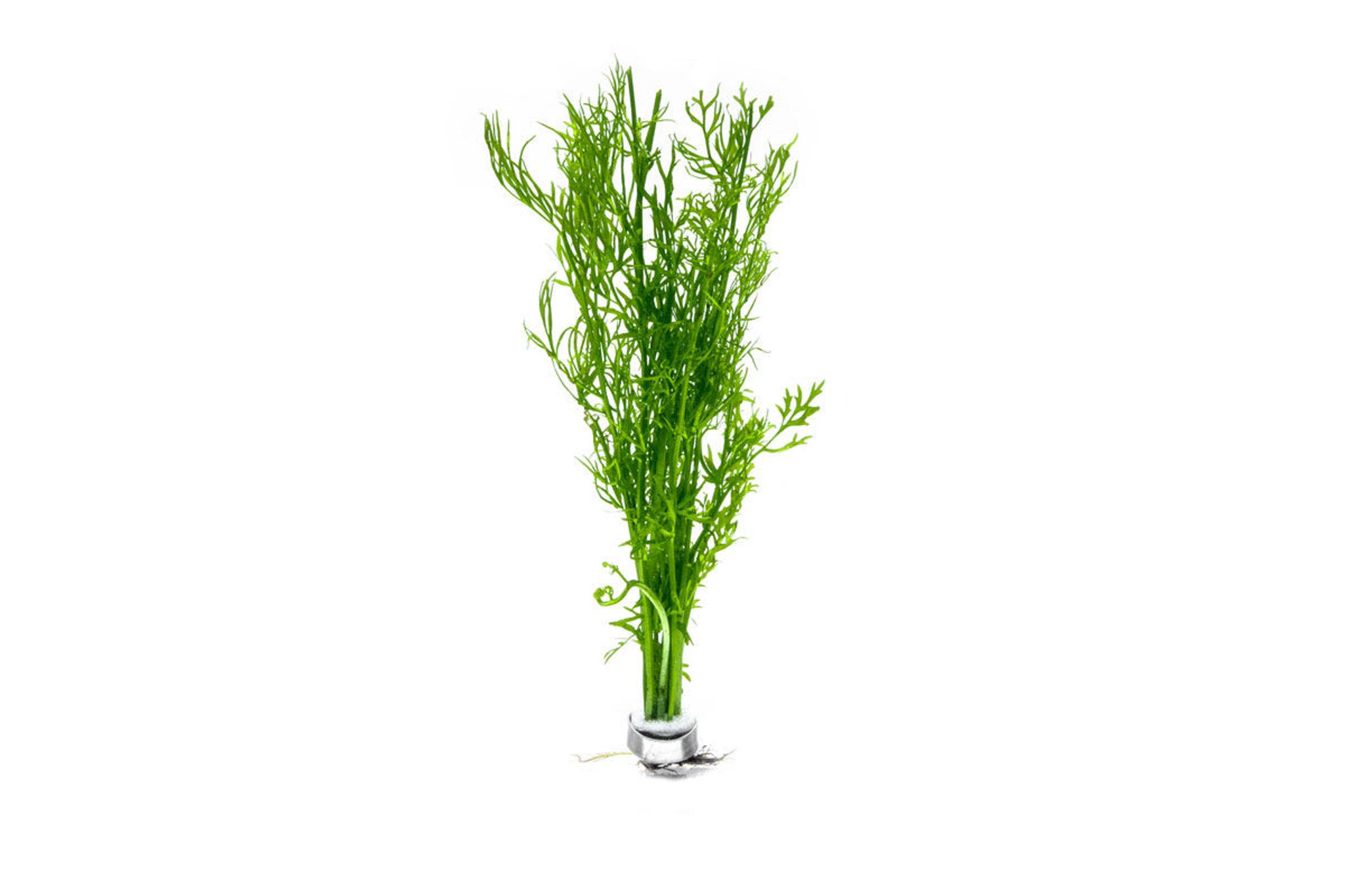 Ceratopteris Thalictroides (Water Sprite)