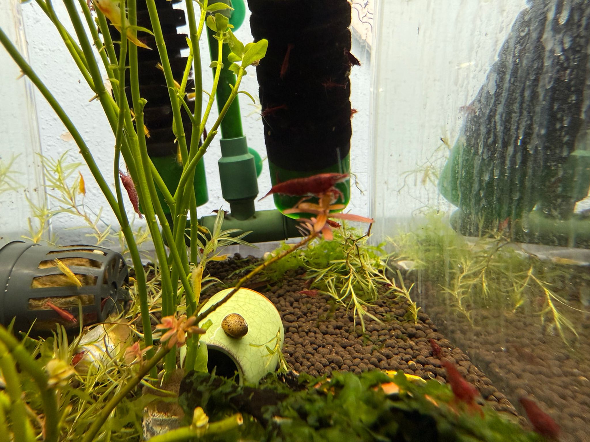 Cherry Shrimp (Neocaridina davidi) – Red Cherry Shrimp / “RCS” / Sakura Shrimp