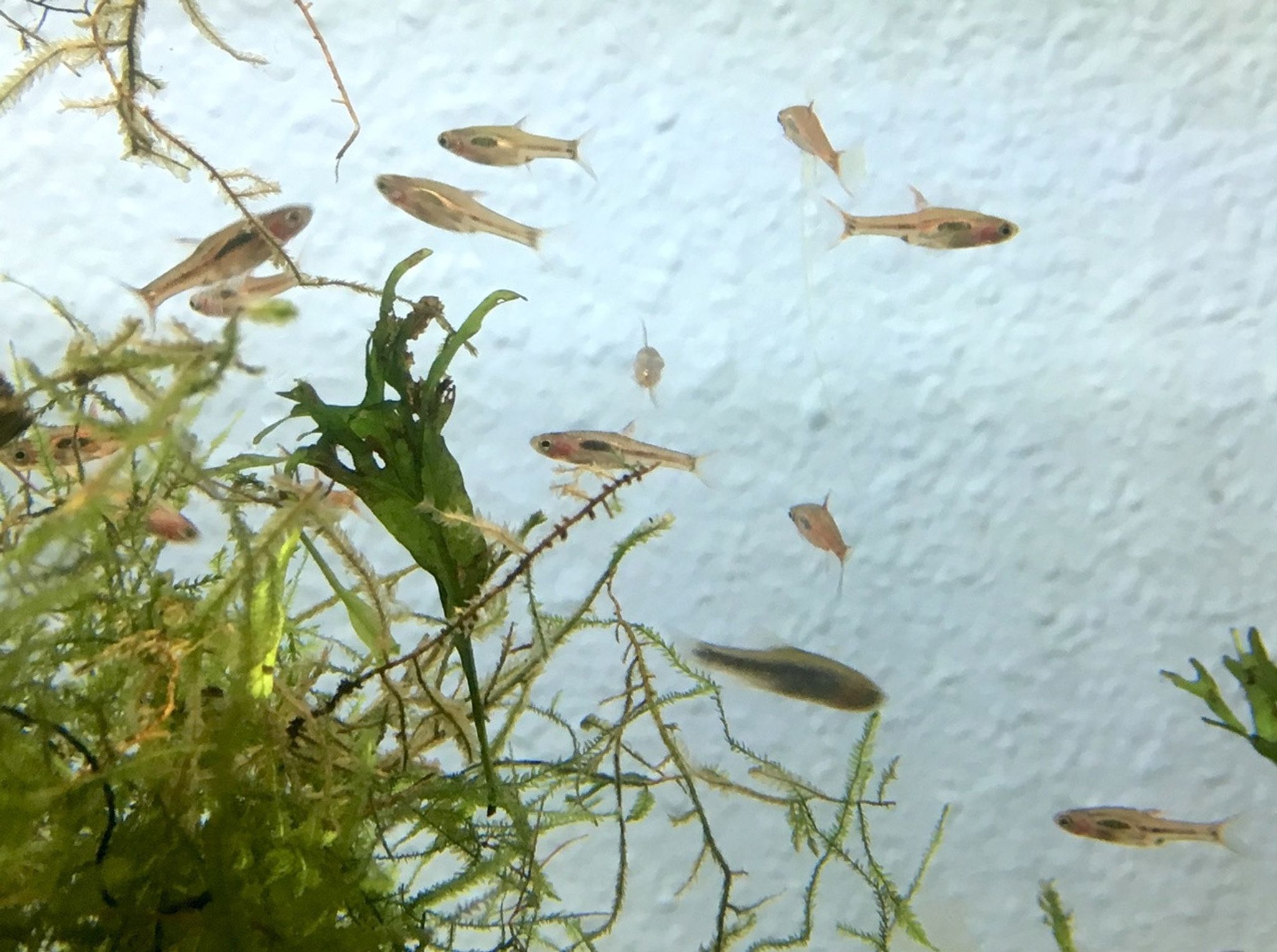 Chili Rasbora - Bundle