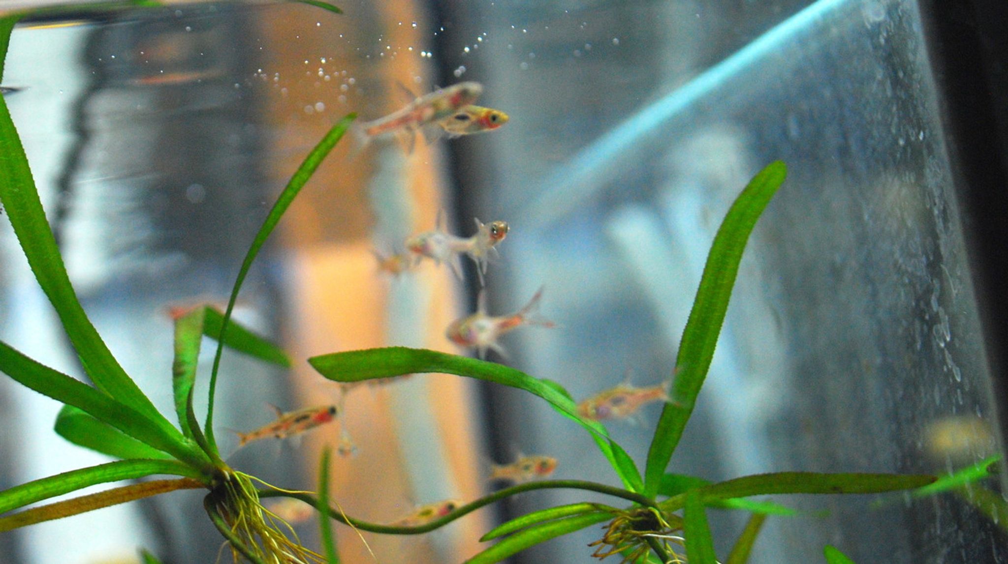Chili Rasbora - Bundle