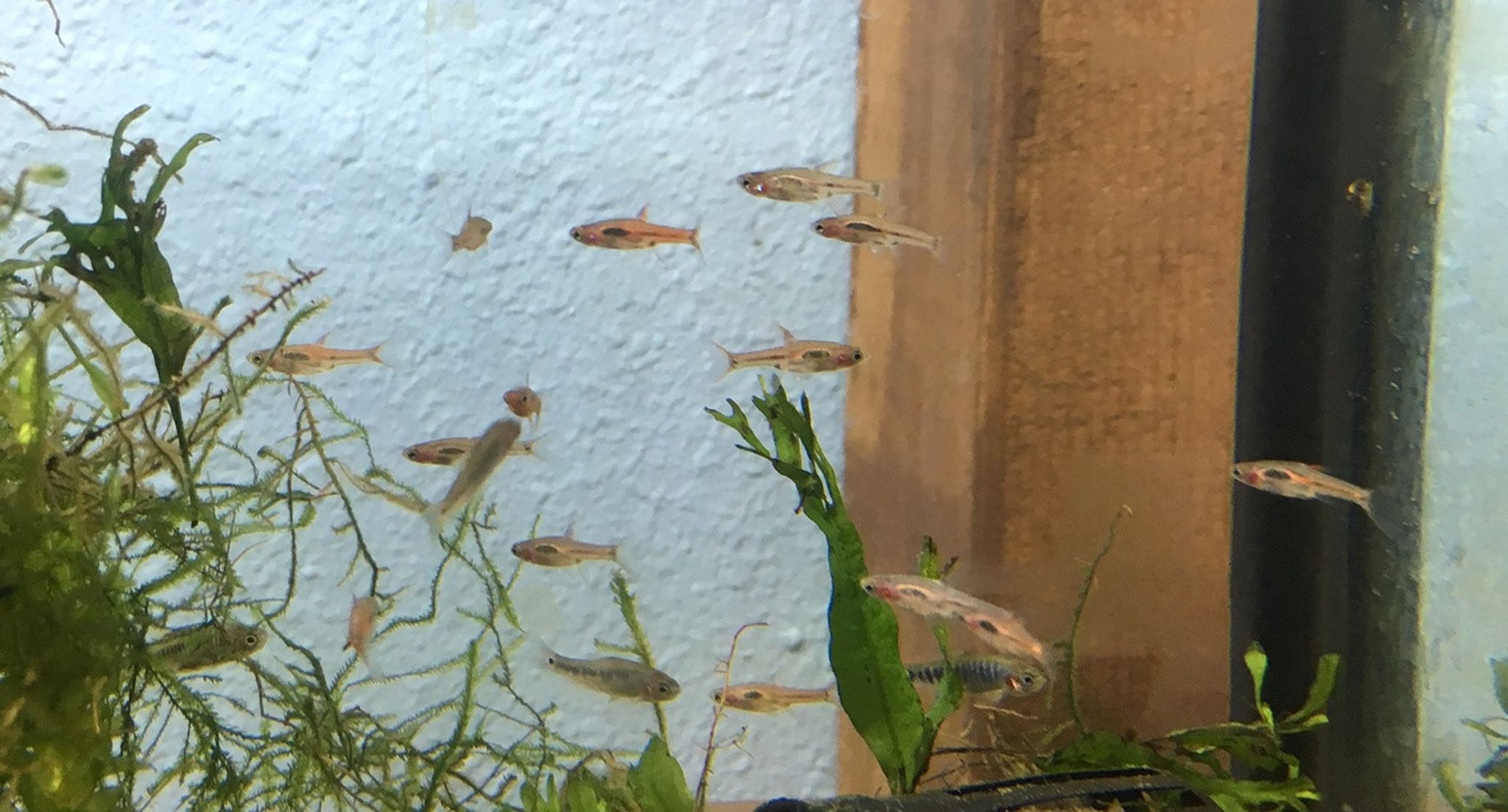 Chili Rasbora