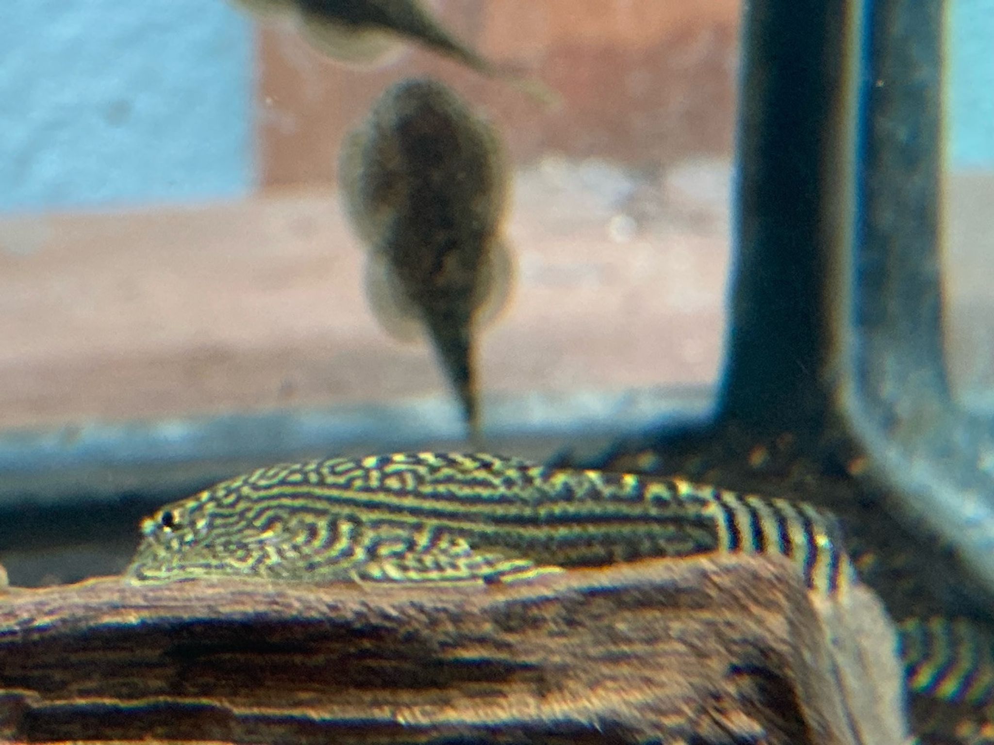 Chinese Hillstream Loach / Hong Kong Otocinclus