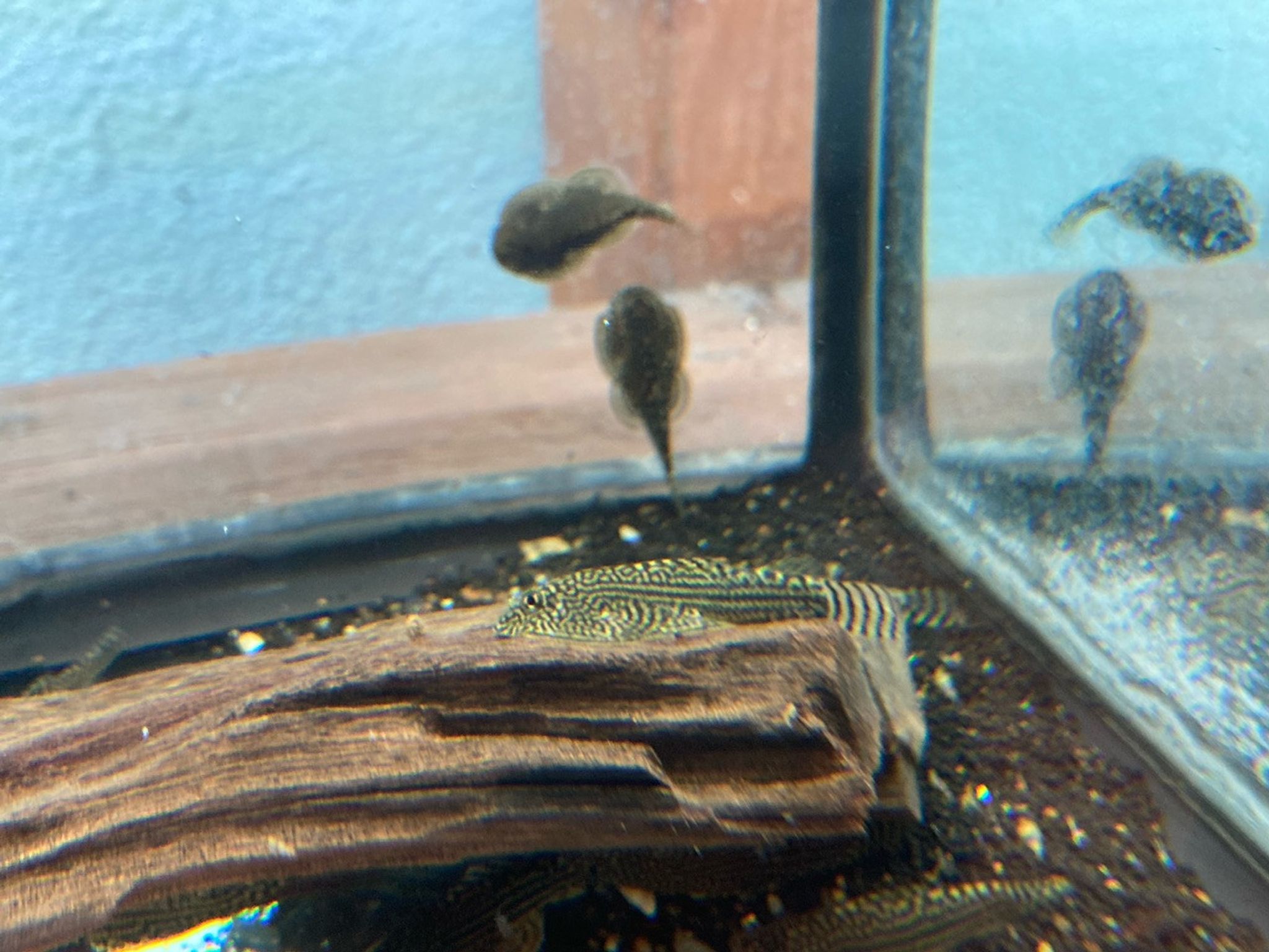 Chinese Hillstream Loach / Hong Kong Otocinclus