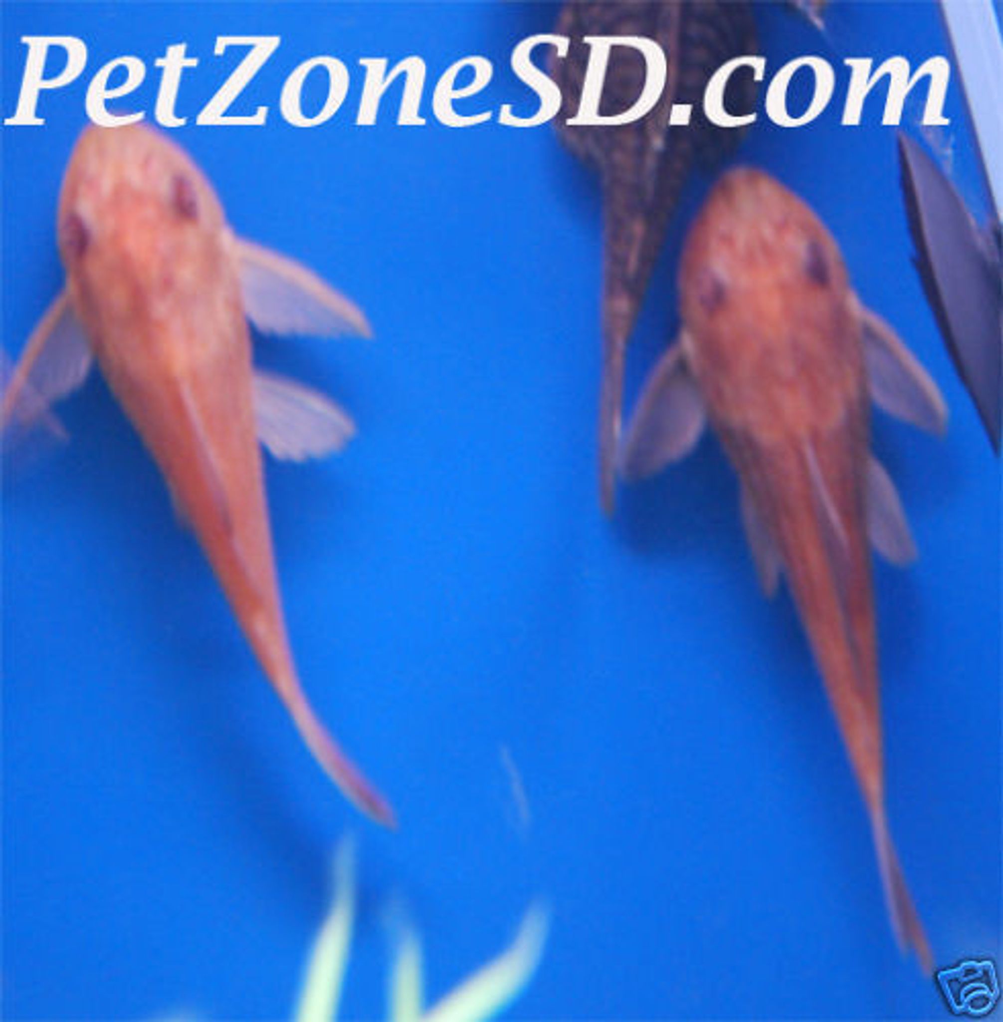 Chocolate Pleco / Albino Pleco