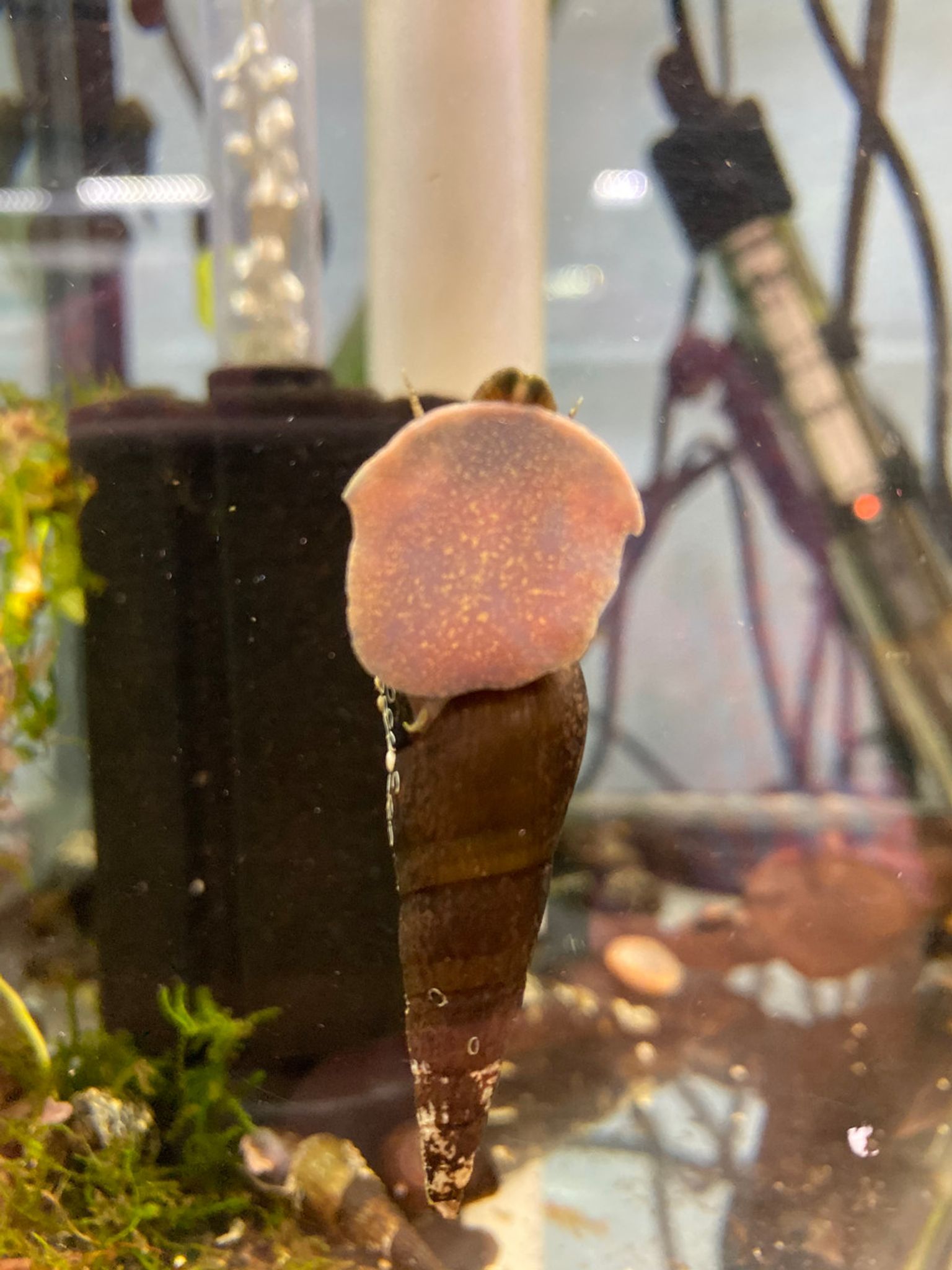 Chopstick Snail