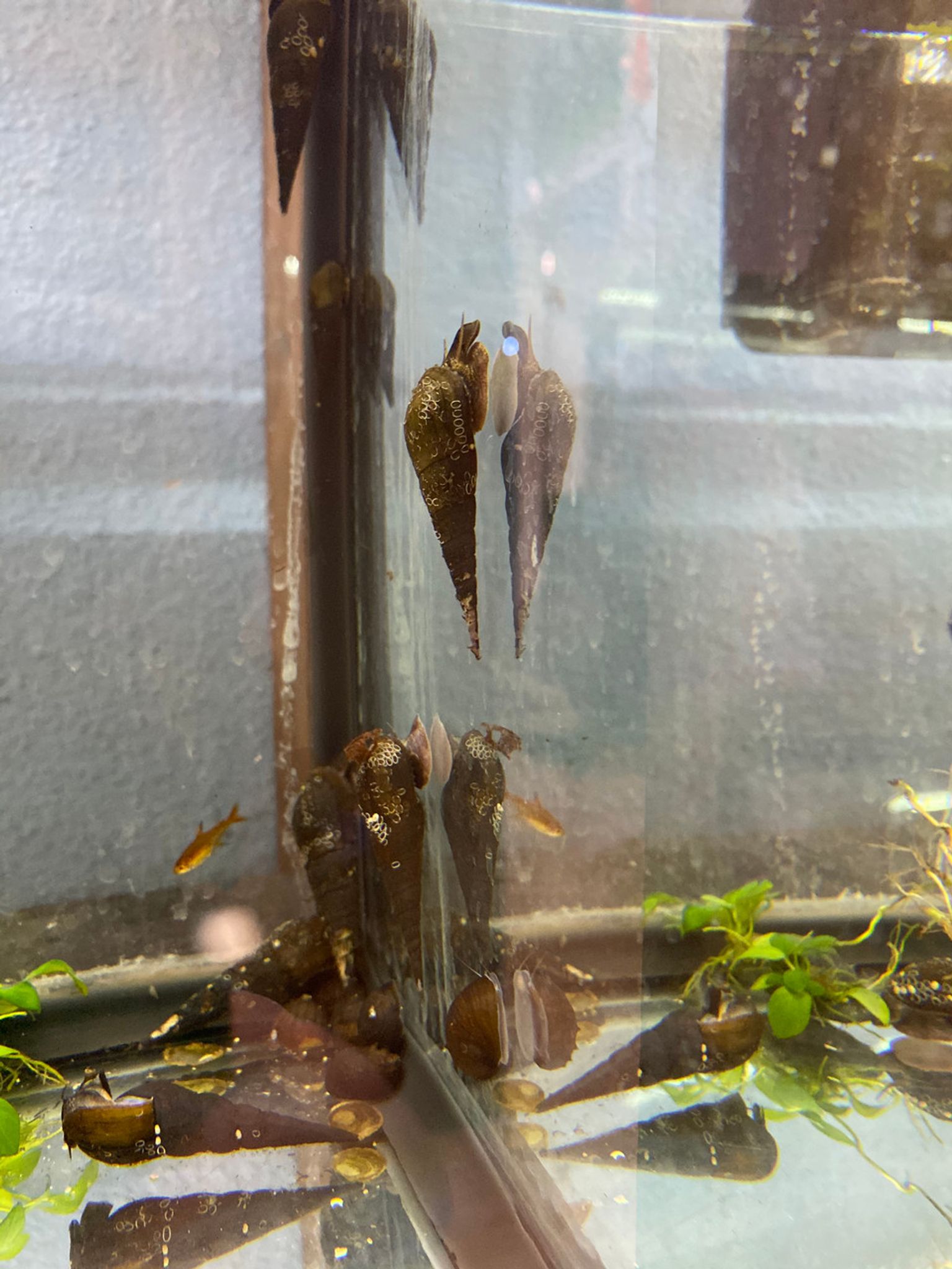 Chopstick Snail