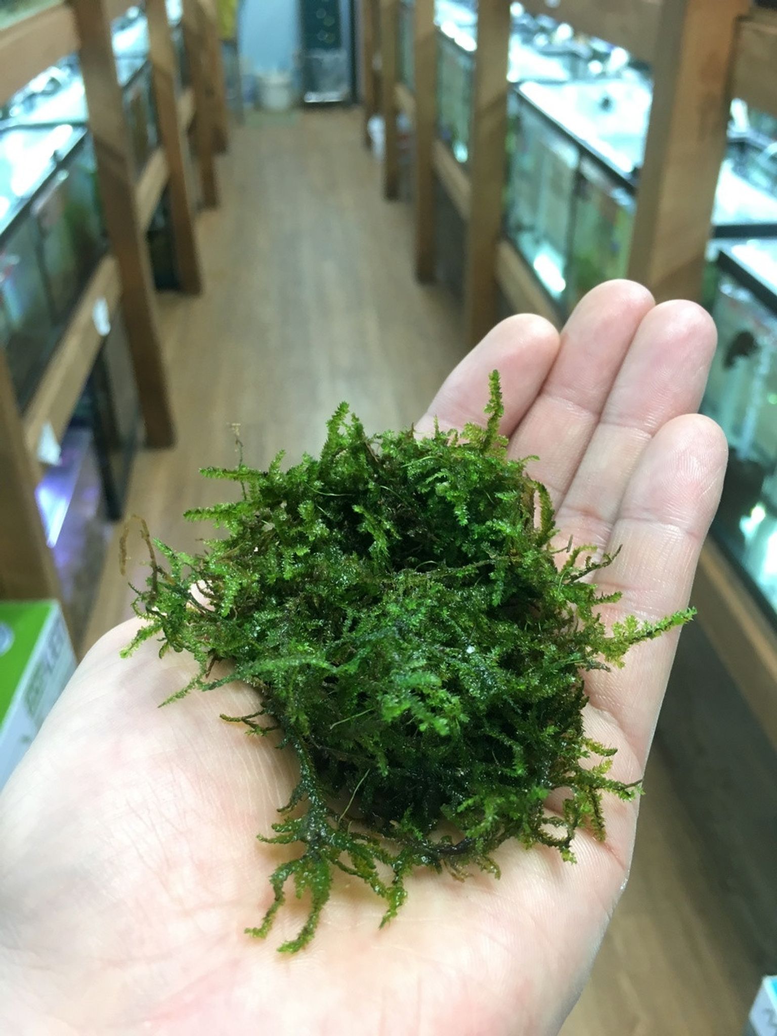Christmas Moss - 1 Pound
