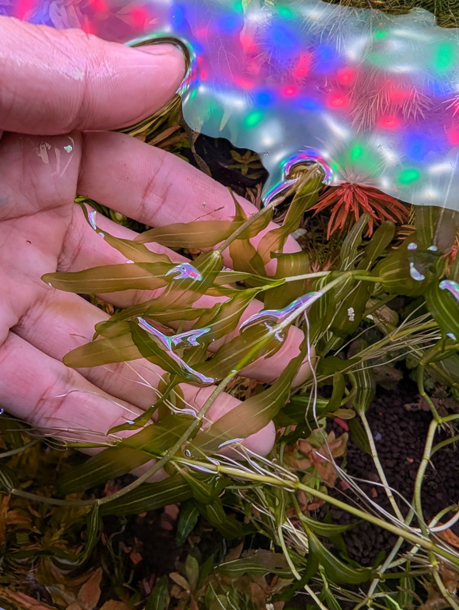 Clasping-Leaf Pondweed (Potamogeton perfoliatus)