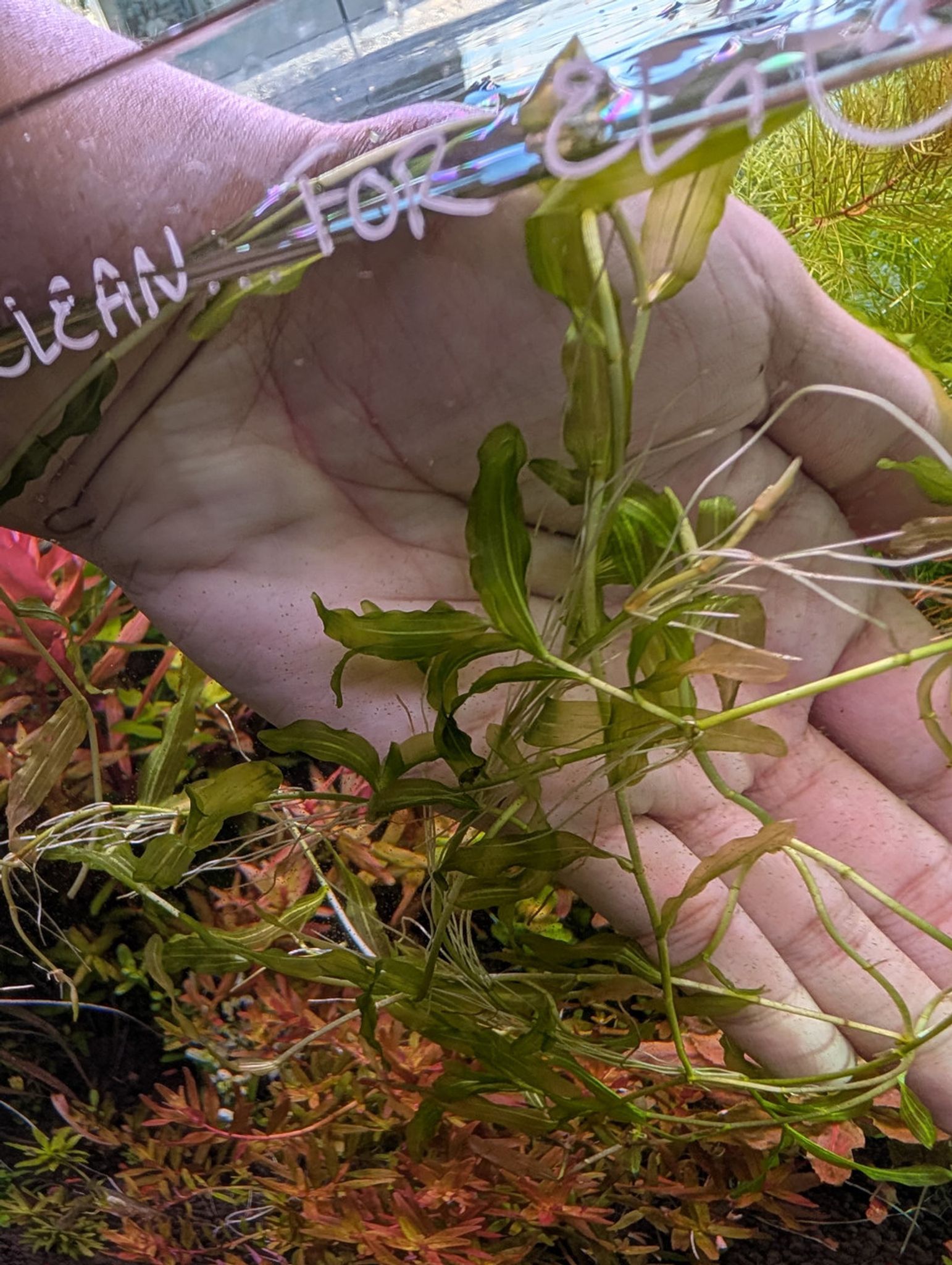 Clasping-Leaf Pondweed (Potamogeton perfoliatus)