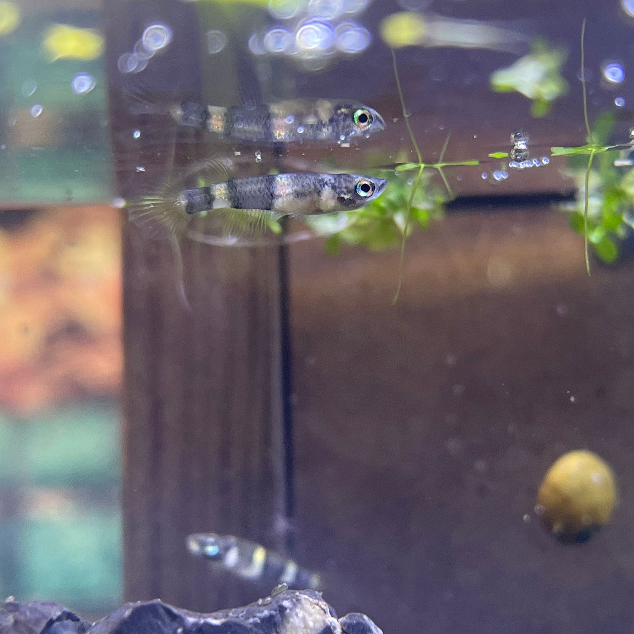 Clown Killifish