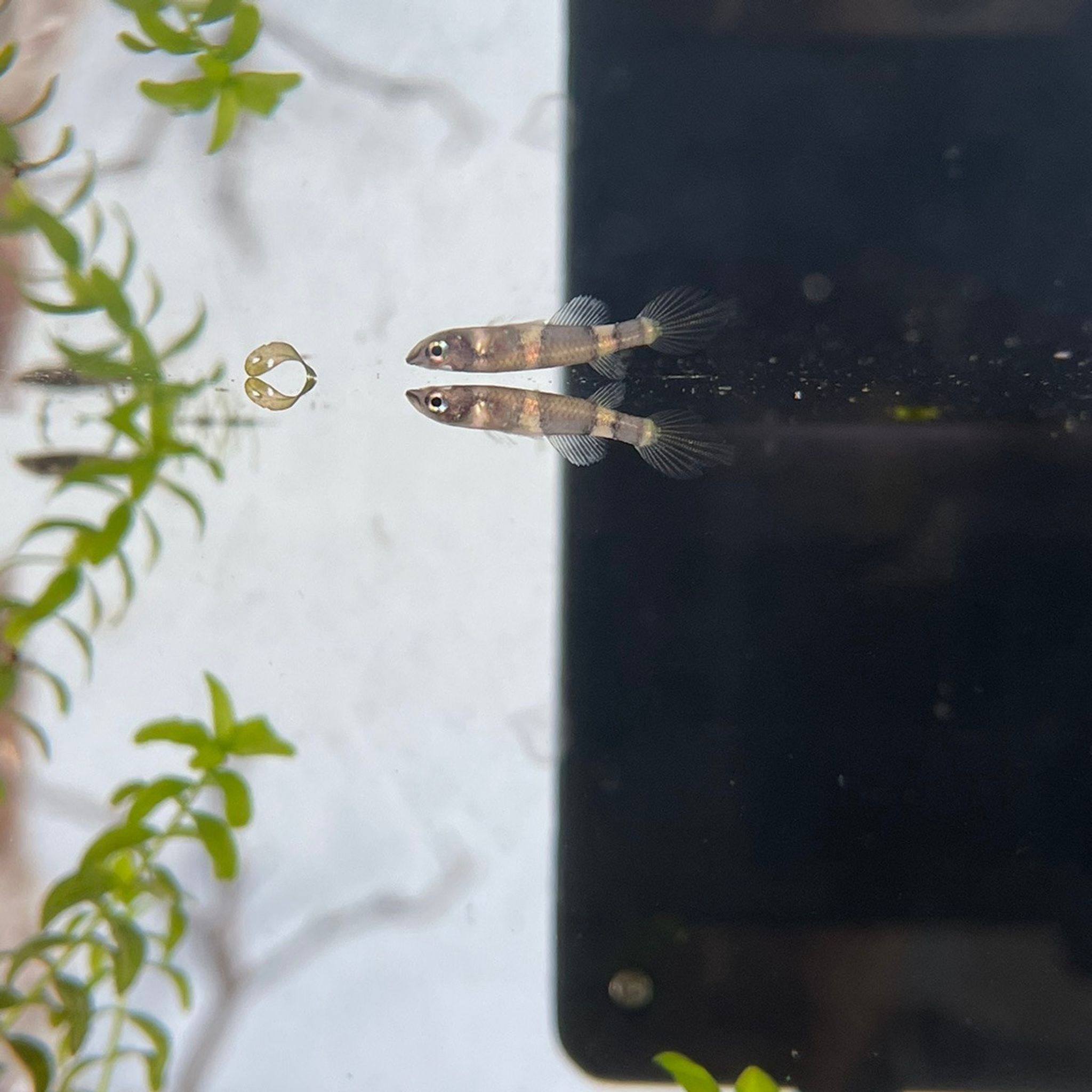 Clown Killifish