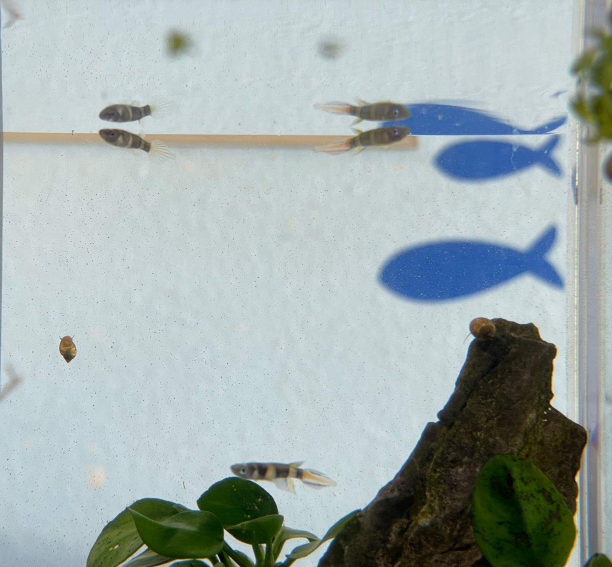 Clown Killifish