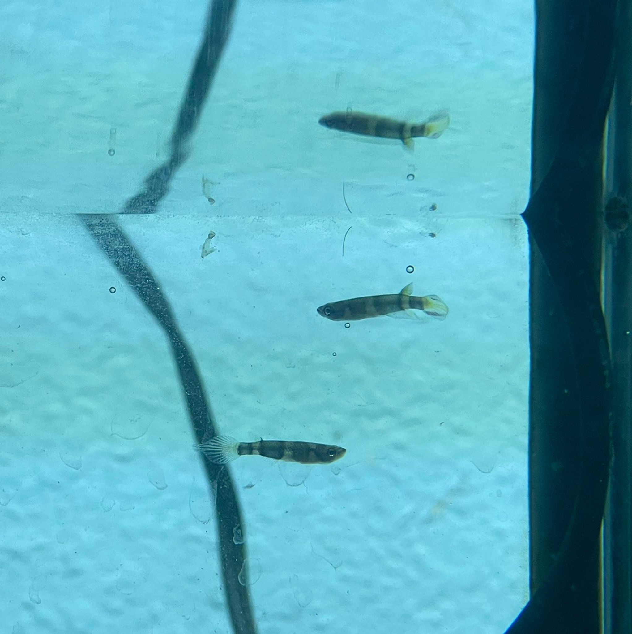 Clown Killifish