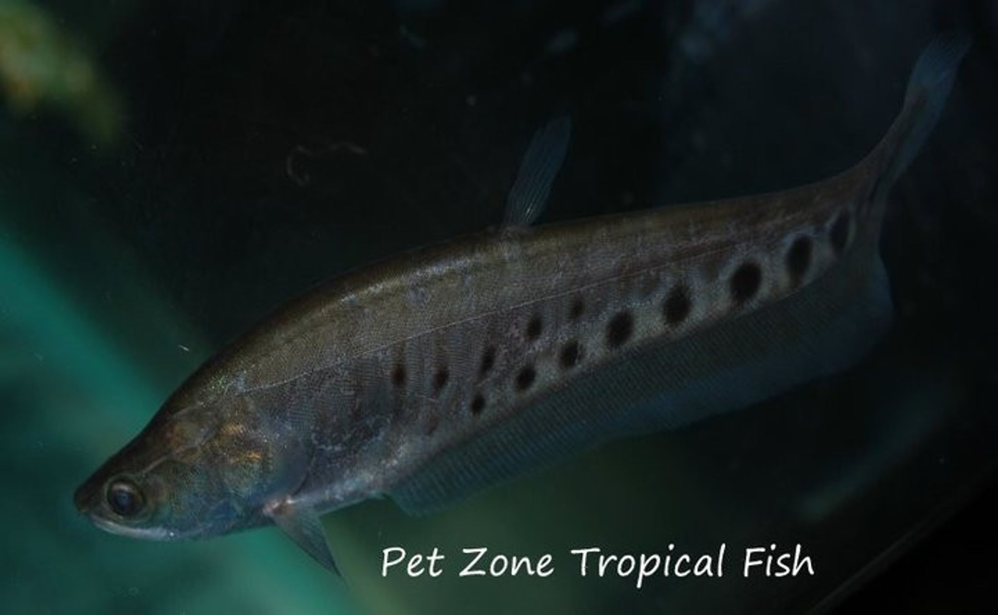 Clown Knifefish - Notopterus chitala
