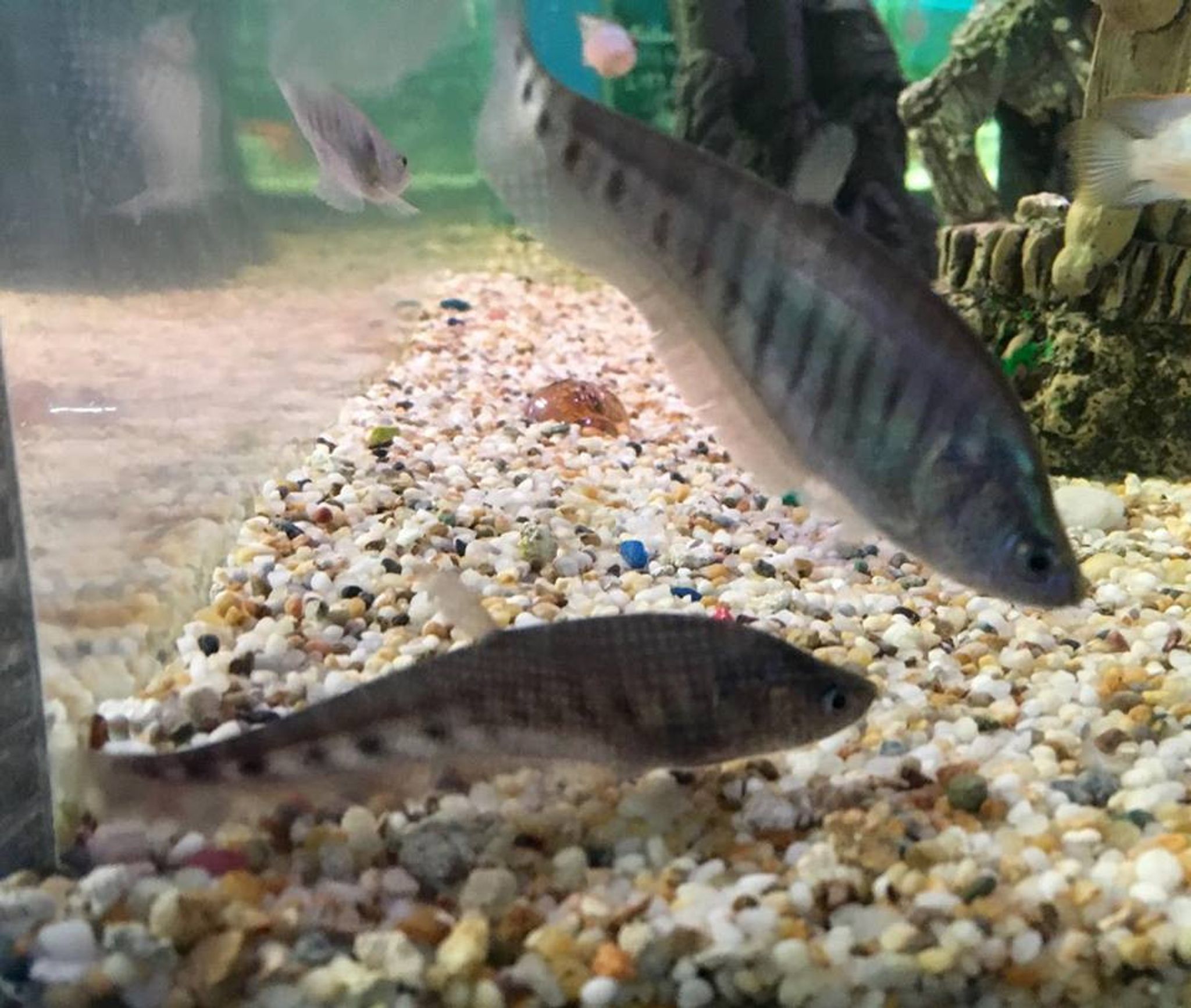 Clown Knifefish - Notopterus chitala