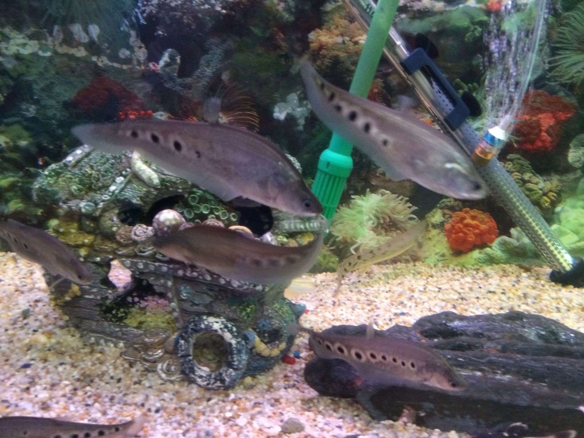 Clown Knifefish - Notopterus chitala