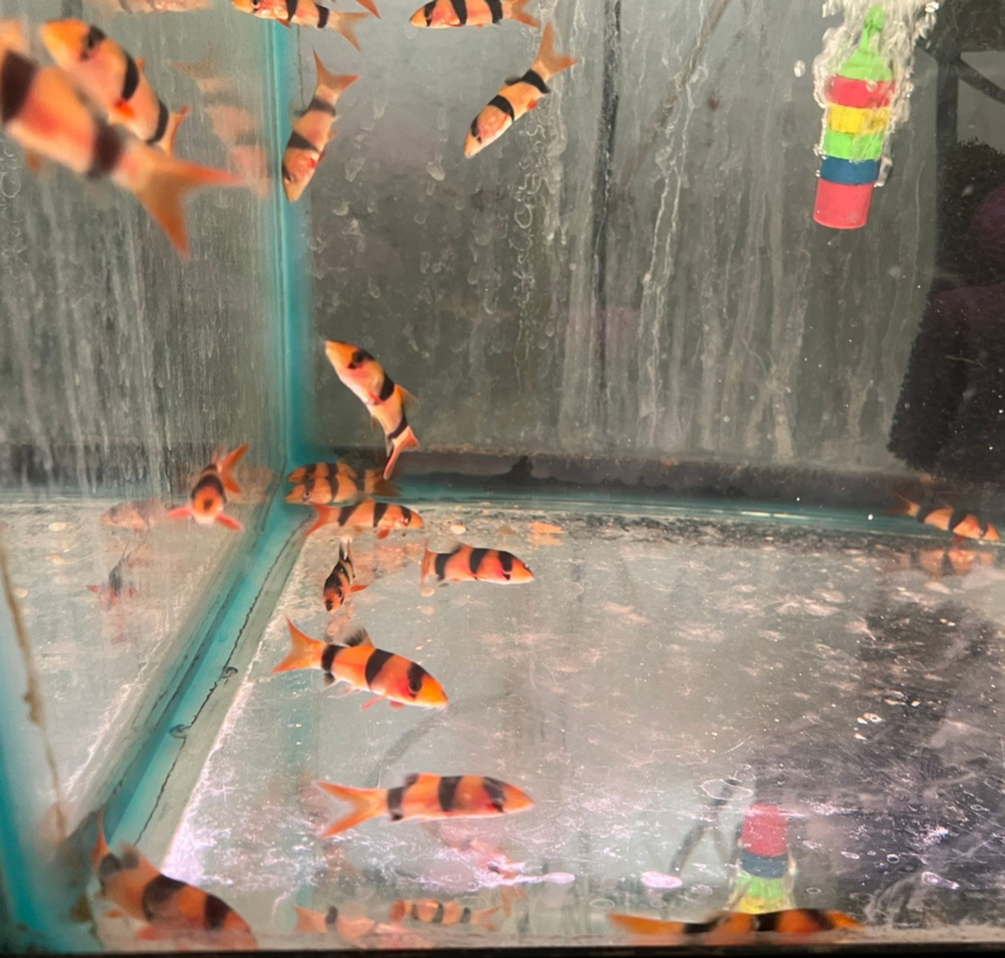 Clown Loach