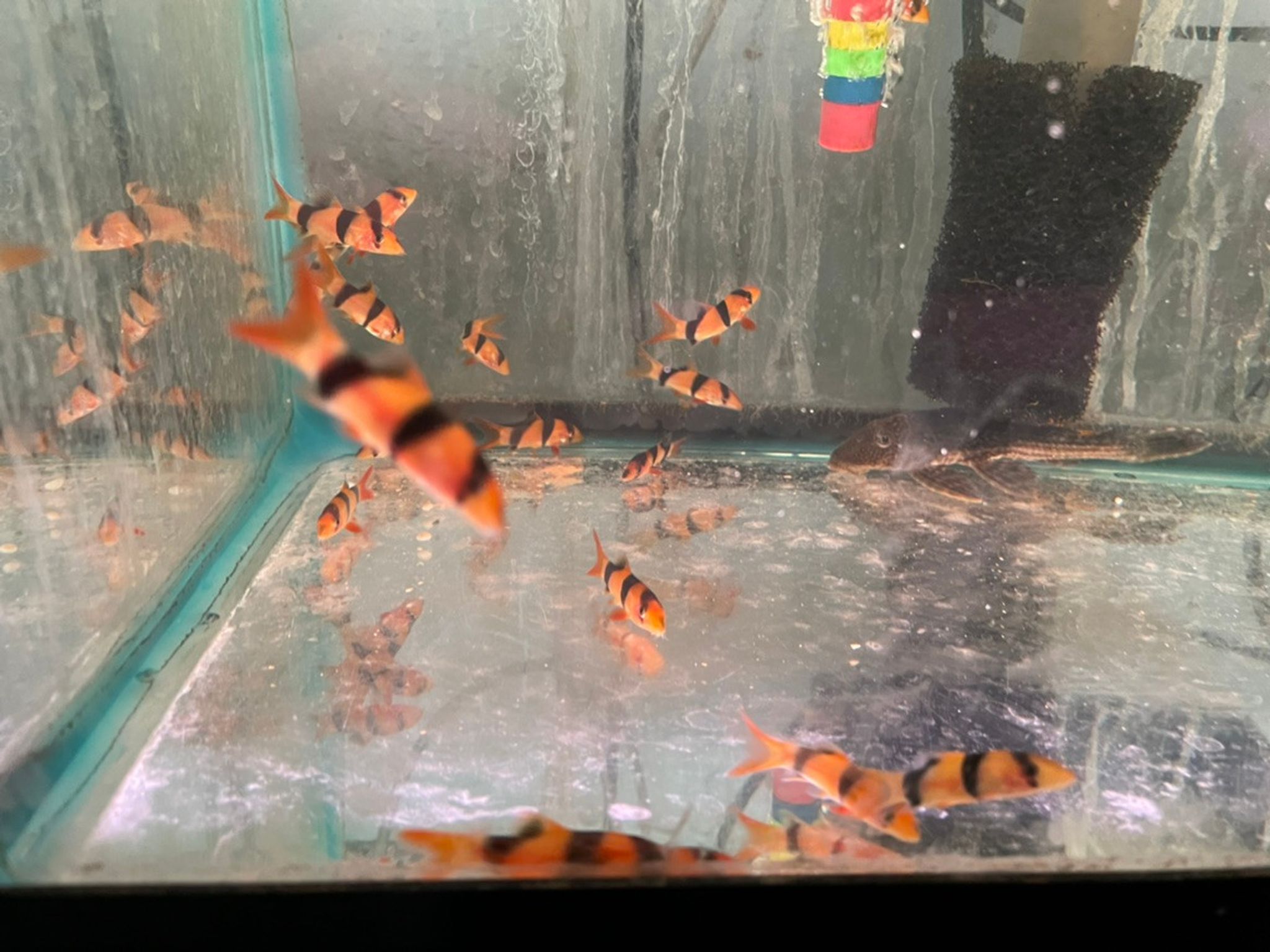 Clown Loach