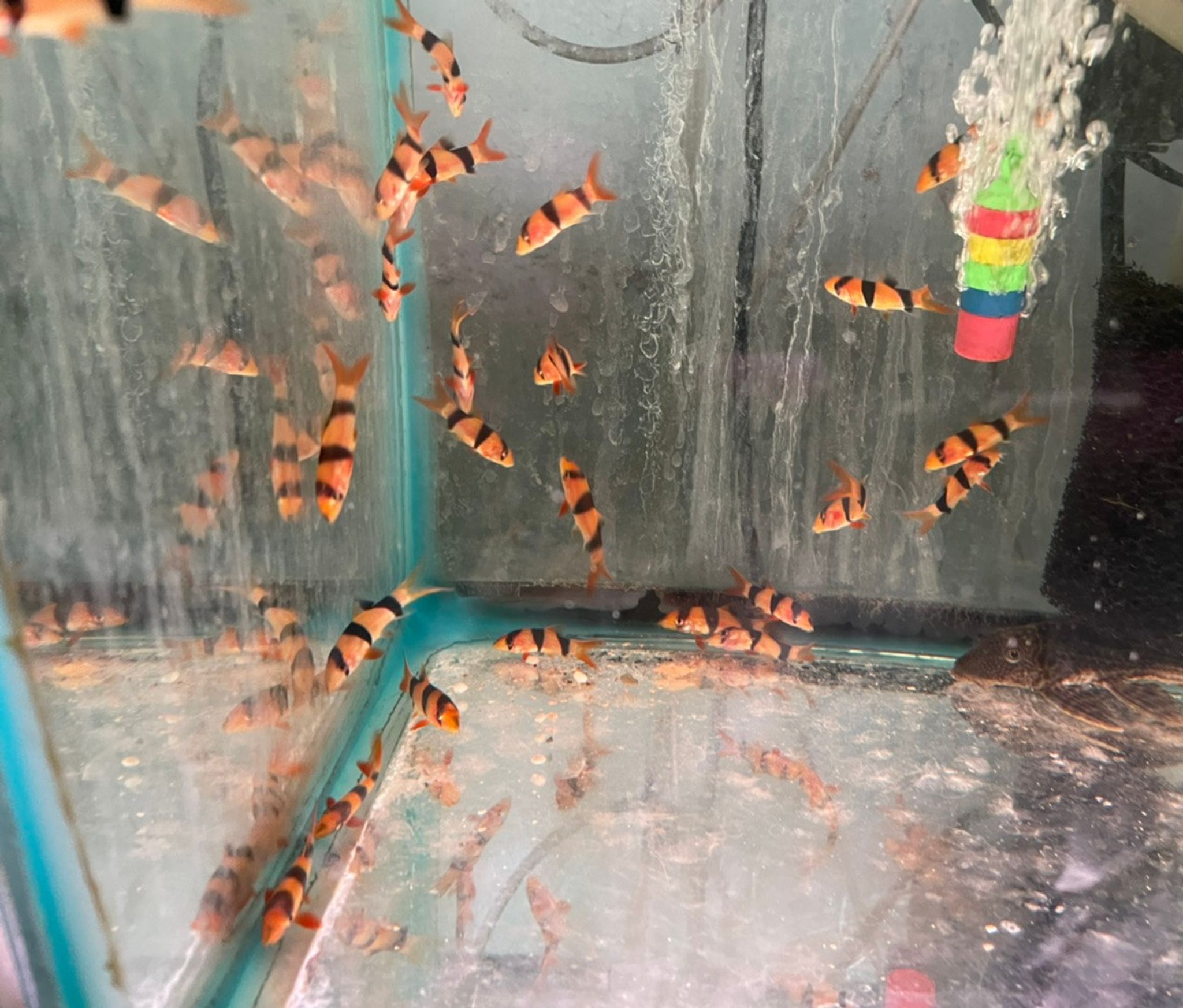 Clown Loach