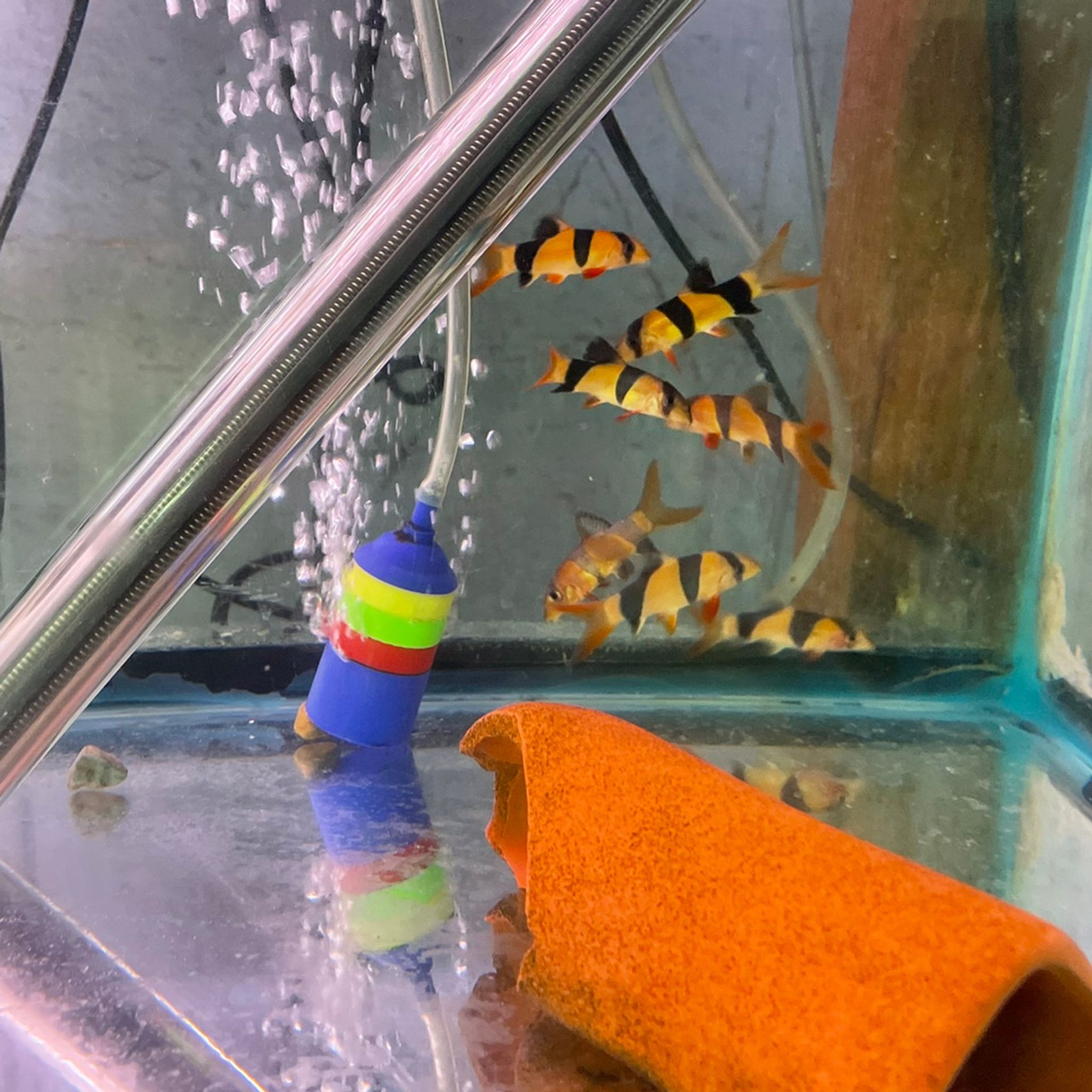 Clown Loach