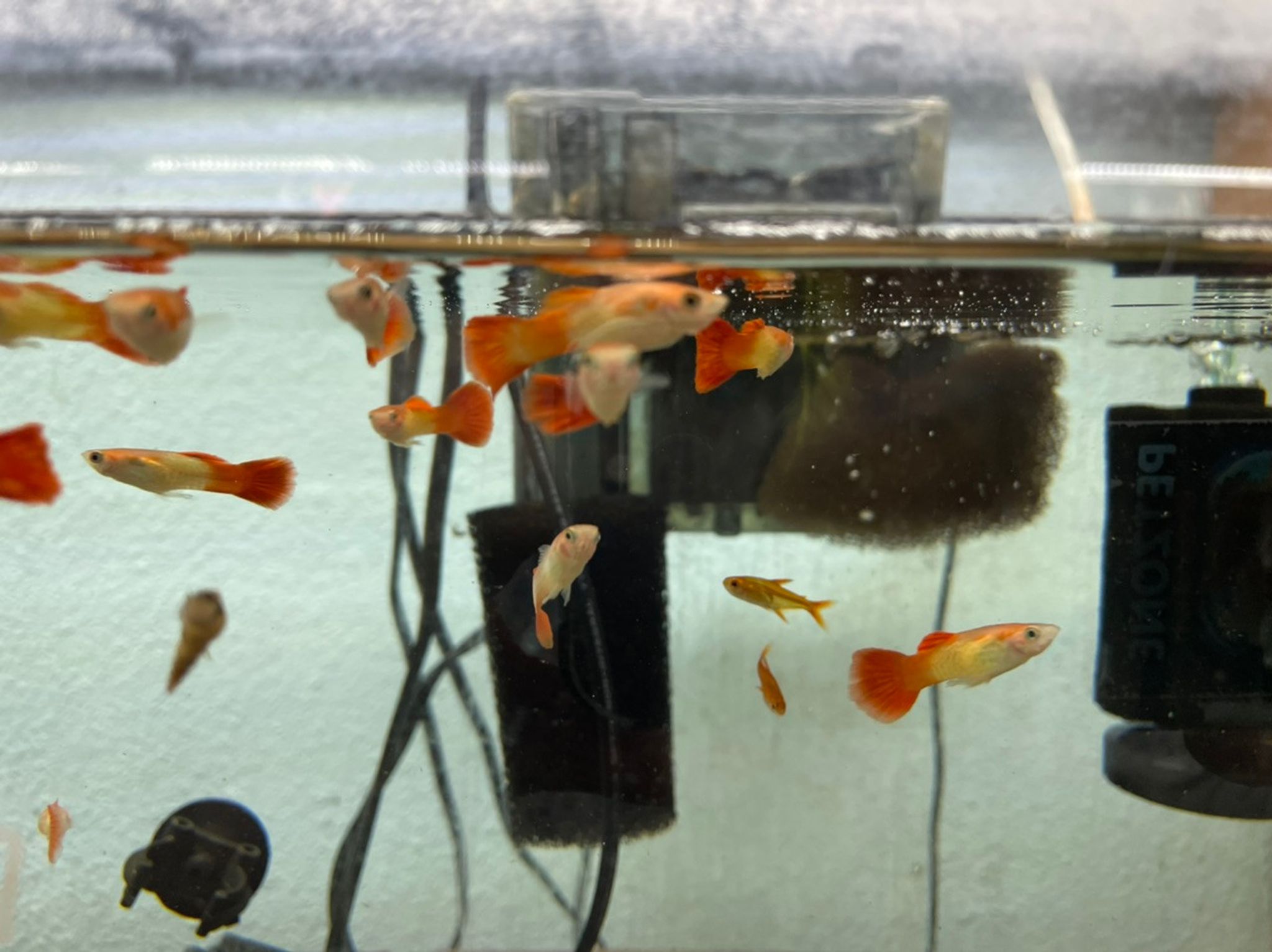 Cobra Red Blonde Guppy