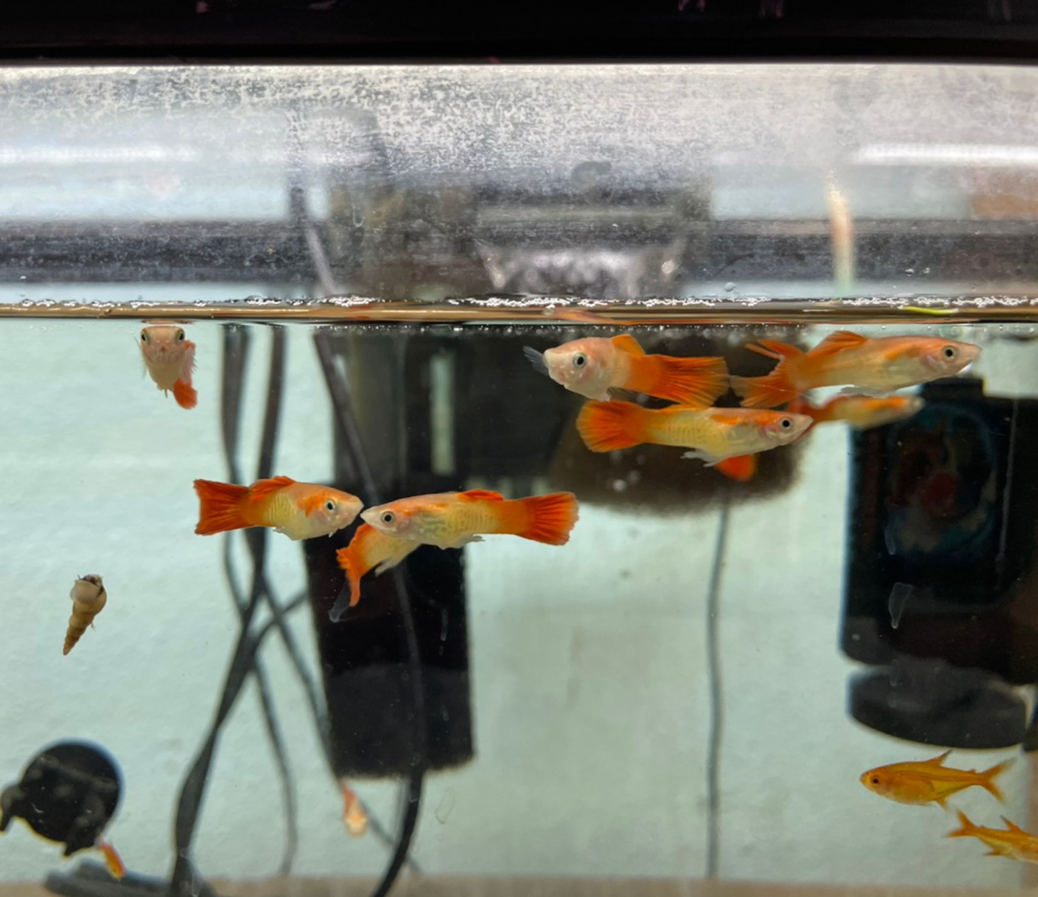 Cobra Red Blonde Guppy