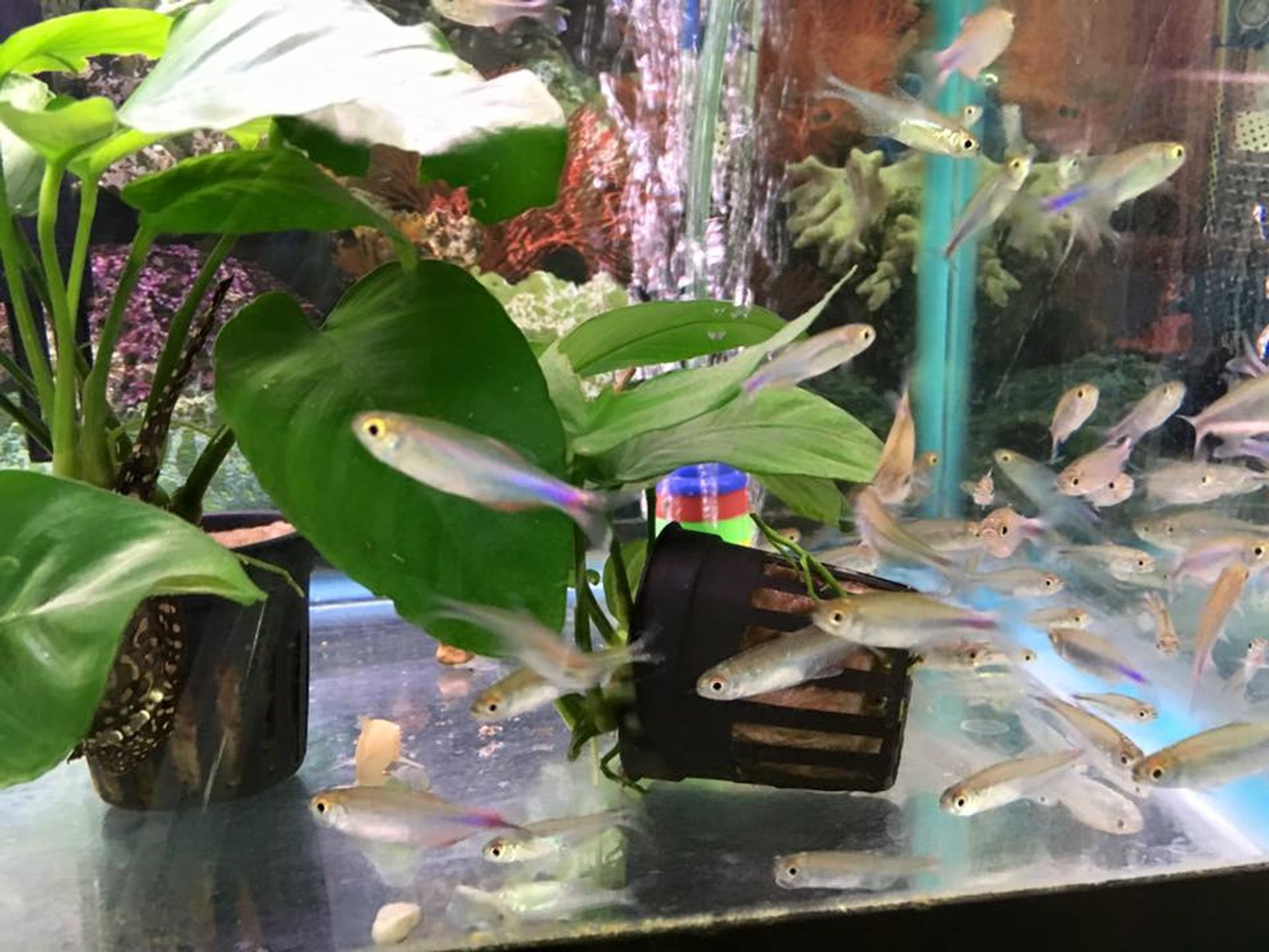 Cochu's Blue Tetra