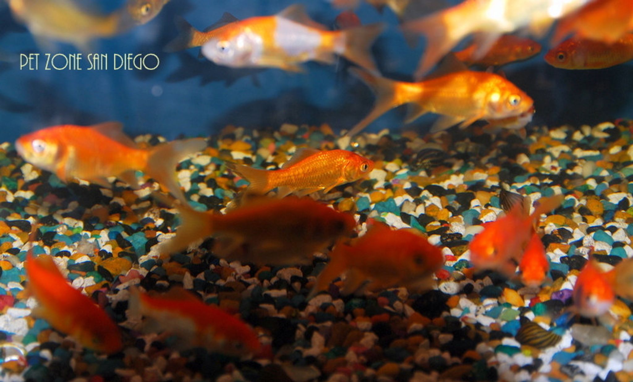 Comet Goldfish