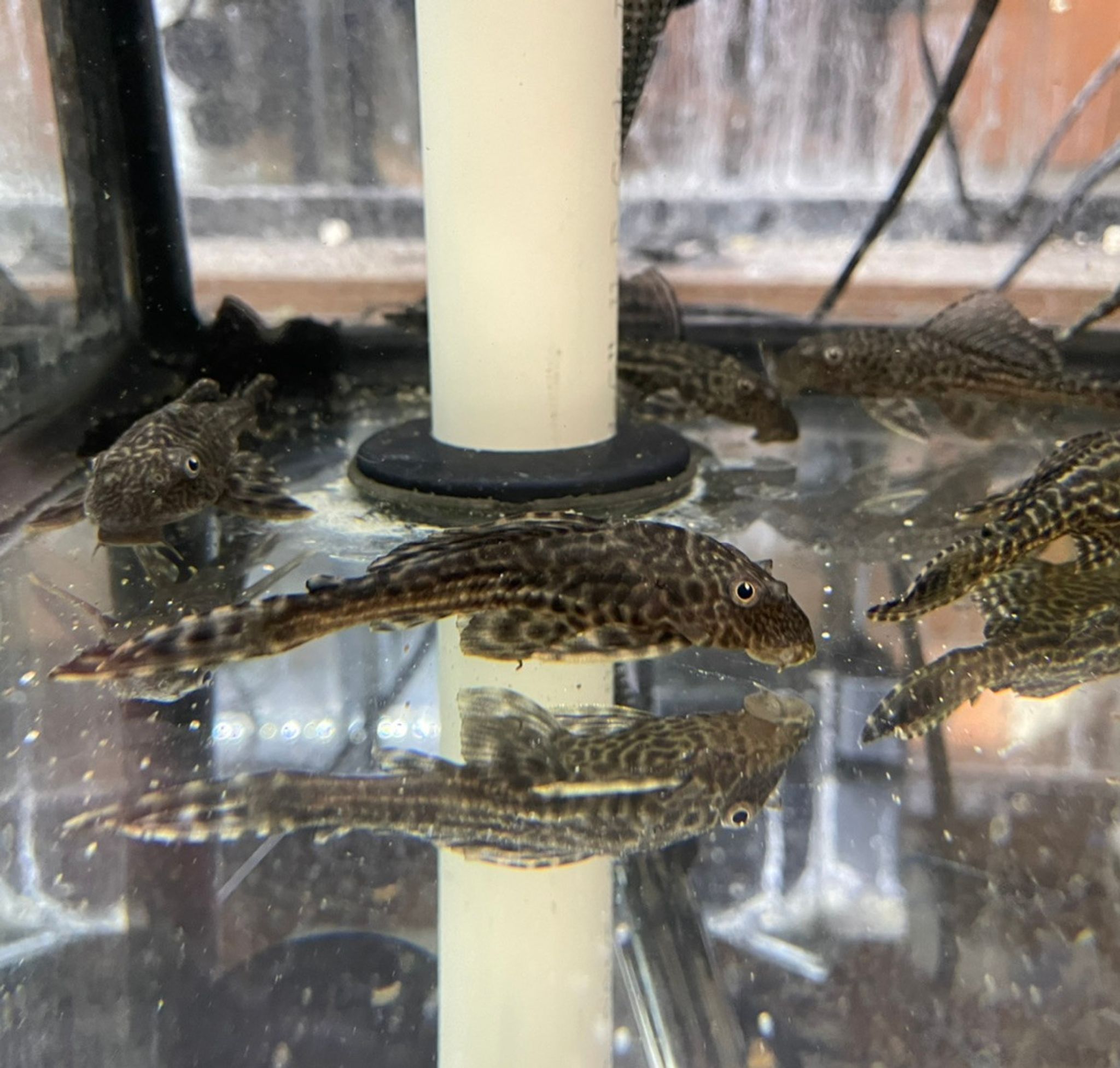 Common Pleco - LARGE