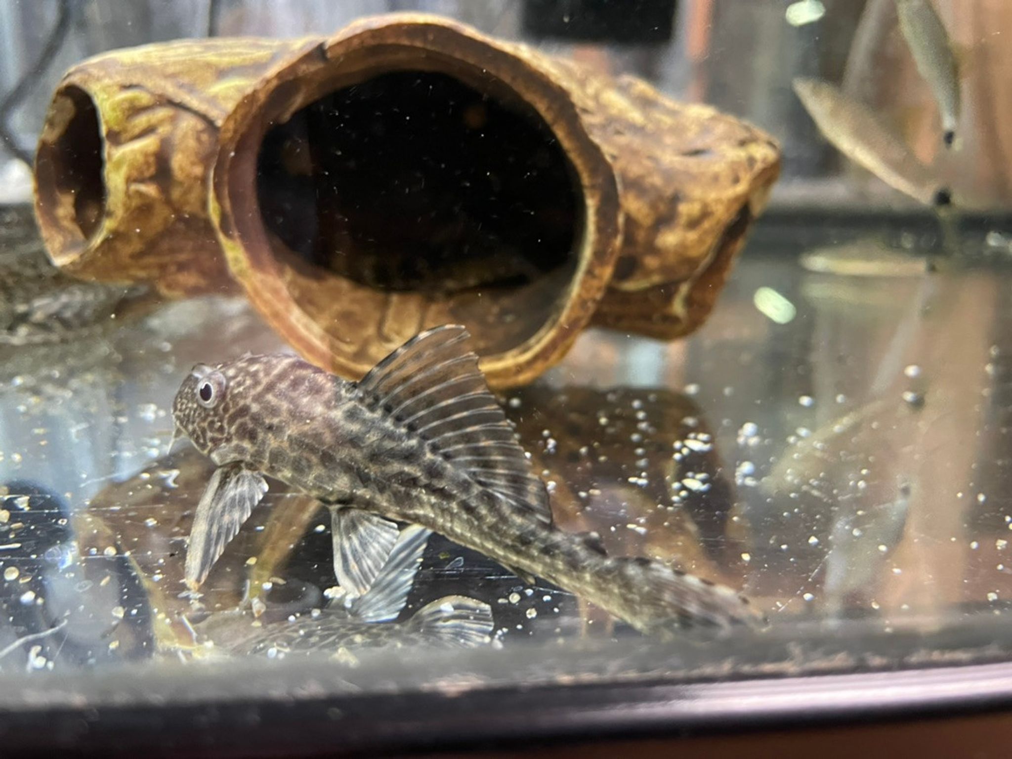 Common Pleco - Medium