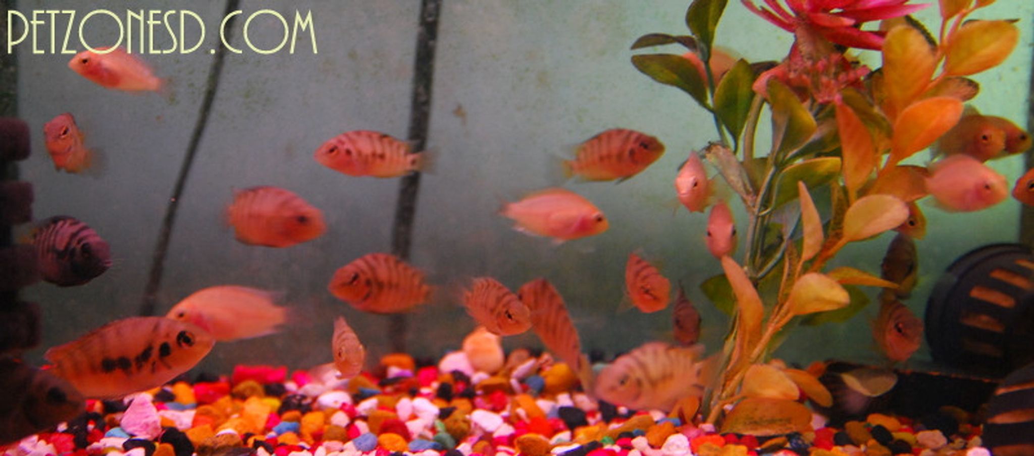 Convict Cichlid