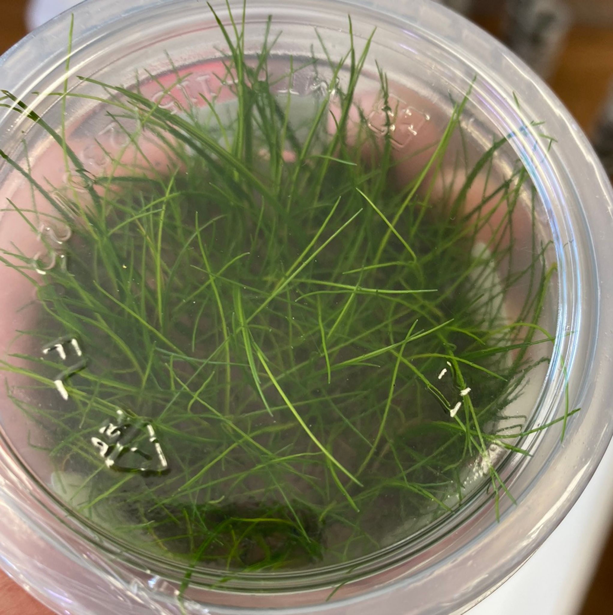 Eleocharis Pusillis Tissue Culture