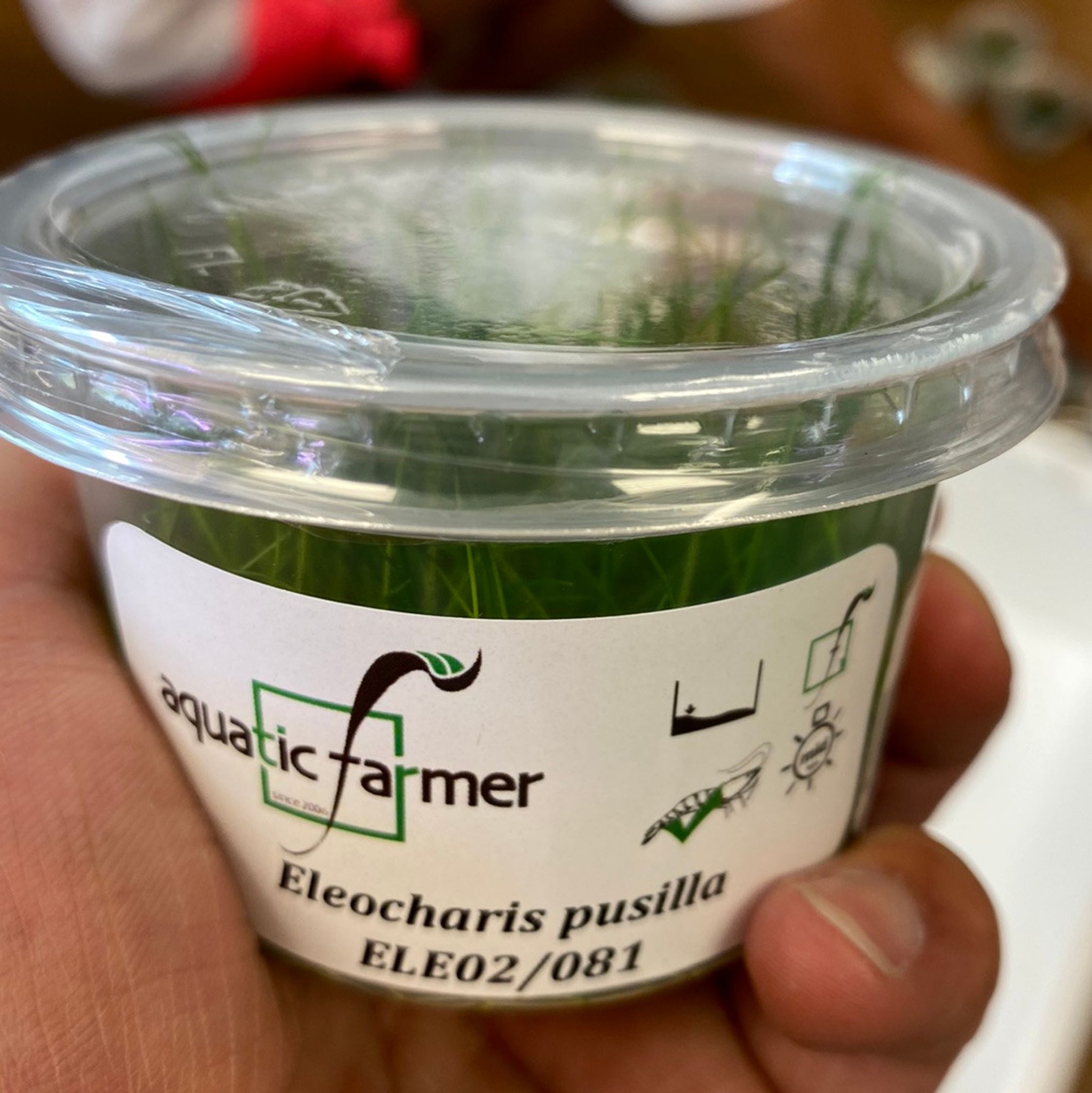 Eleocharis Pusillis Tissue Culture "Mini"