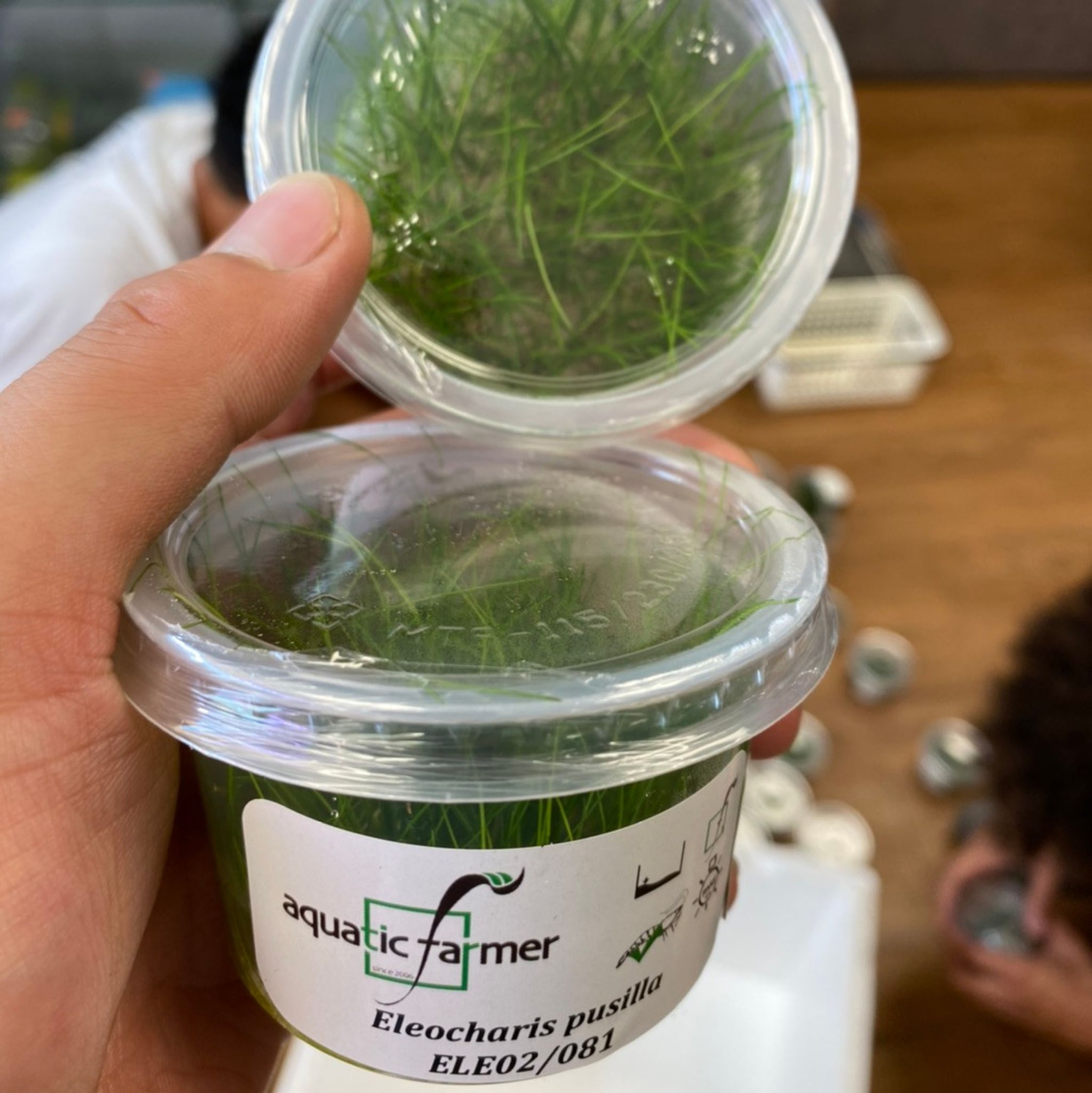 Eleocharis Pusillis Tissue Culture "Mini"