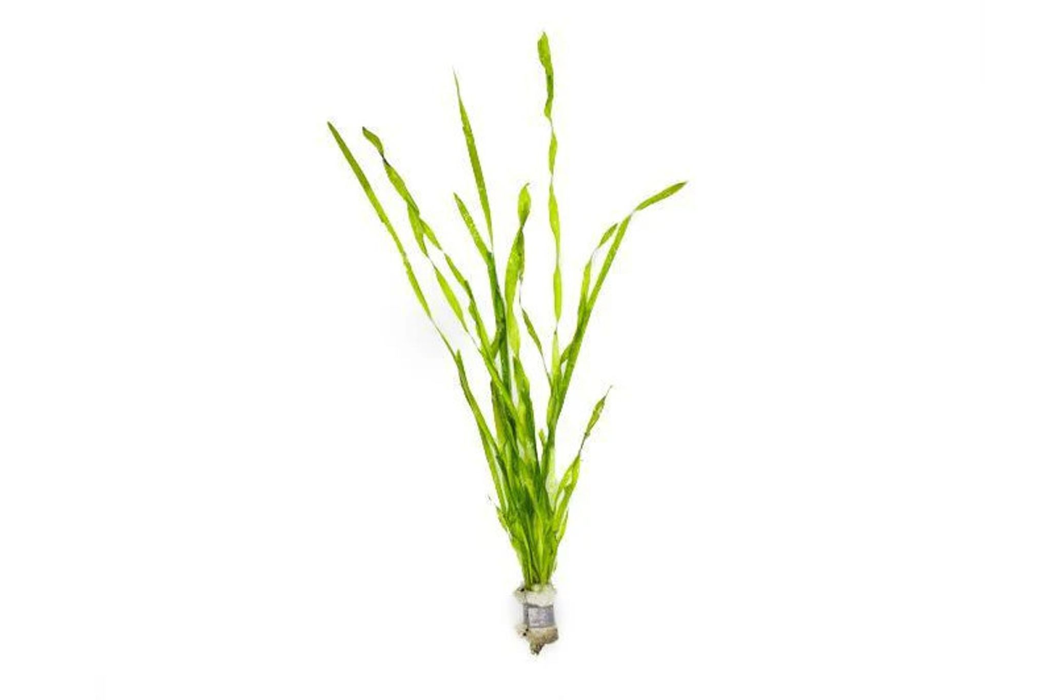 Corkscrew Vallisneria