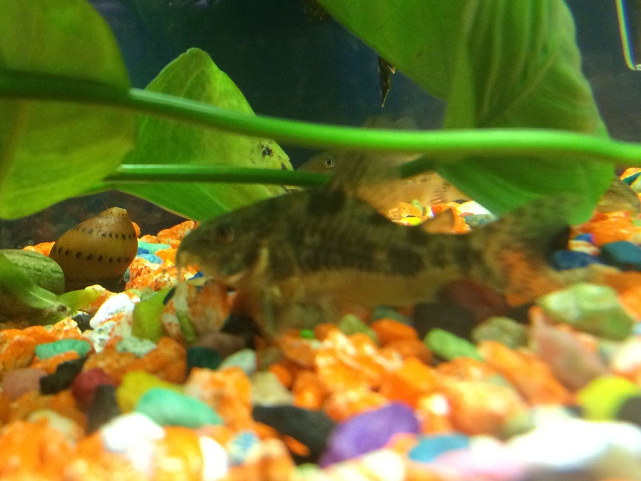 Corydora Paleatus / Peppered Corydora Cory Cat