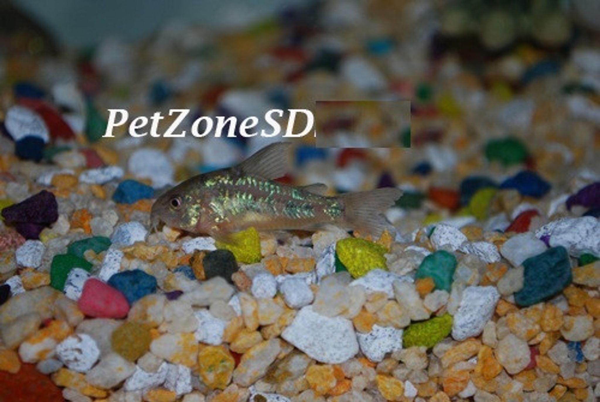 Corydora Paleatus / Peppered Corydora Cory Cat