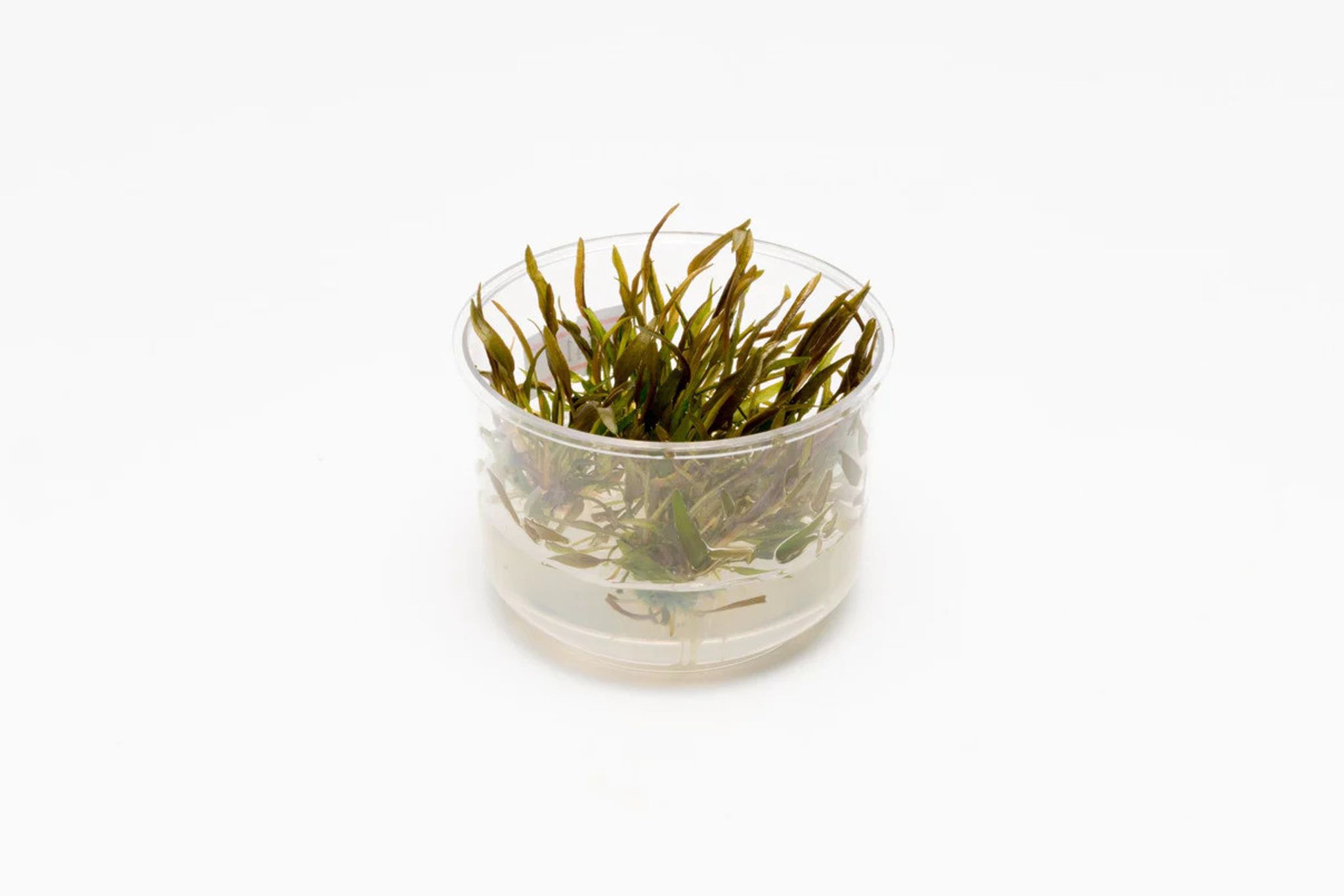 CRYPTOCORYNE AXELRODI TISSUE CULTURE