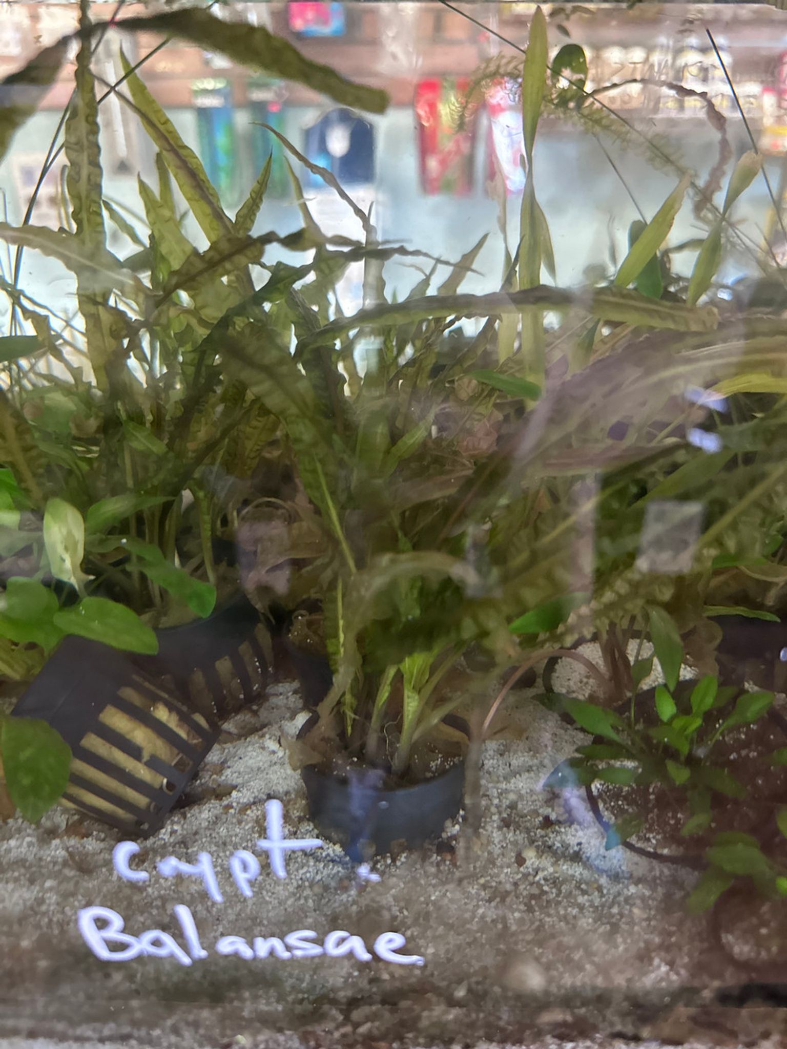 Cryptocoryne Balansae