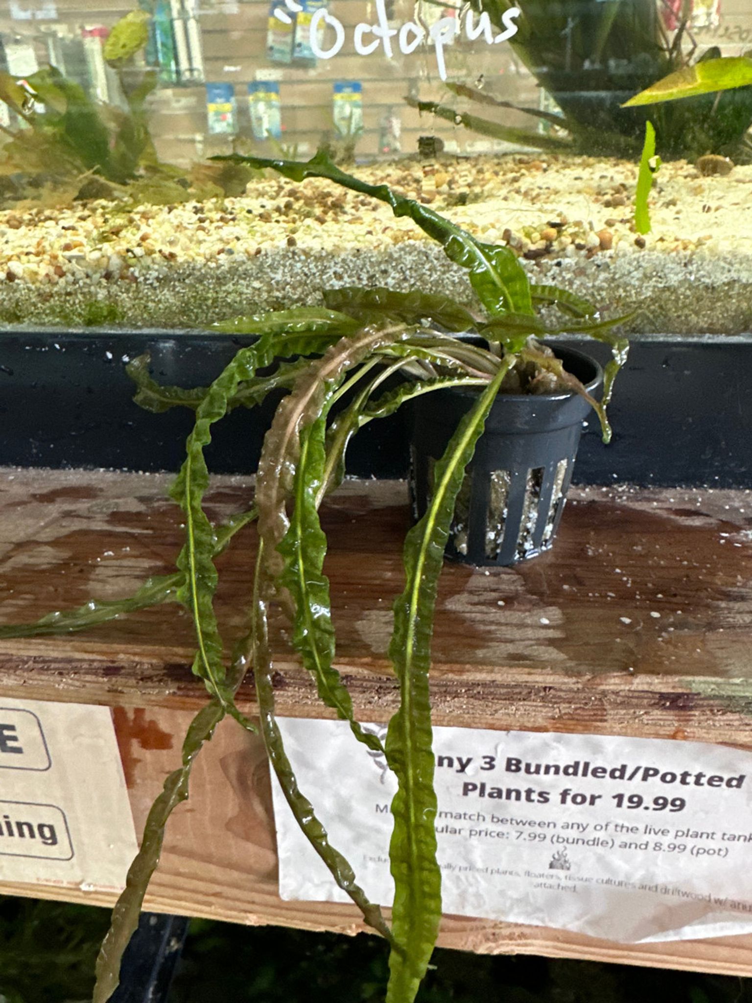 Cryptocoryne Balansae