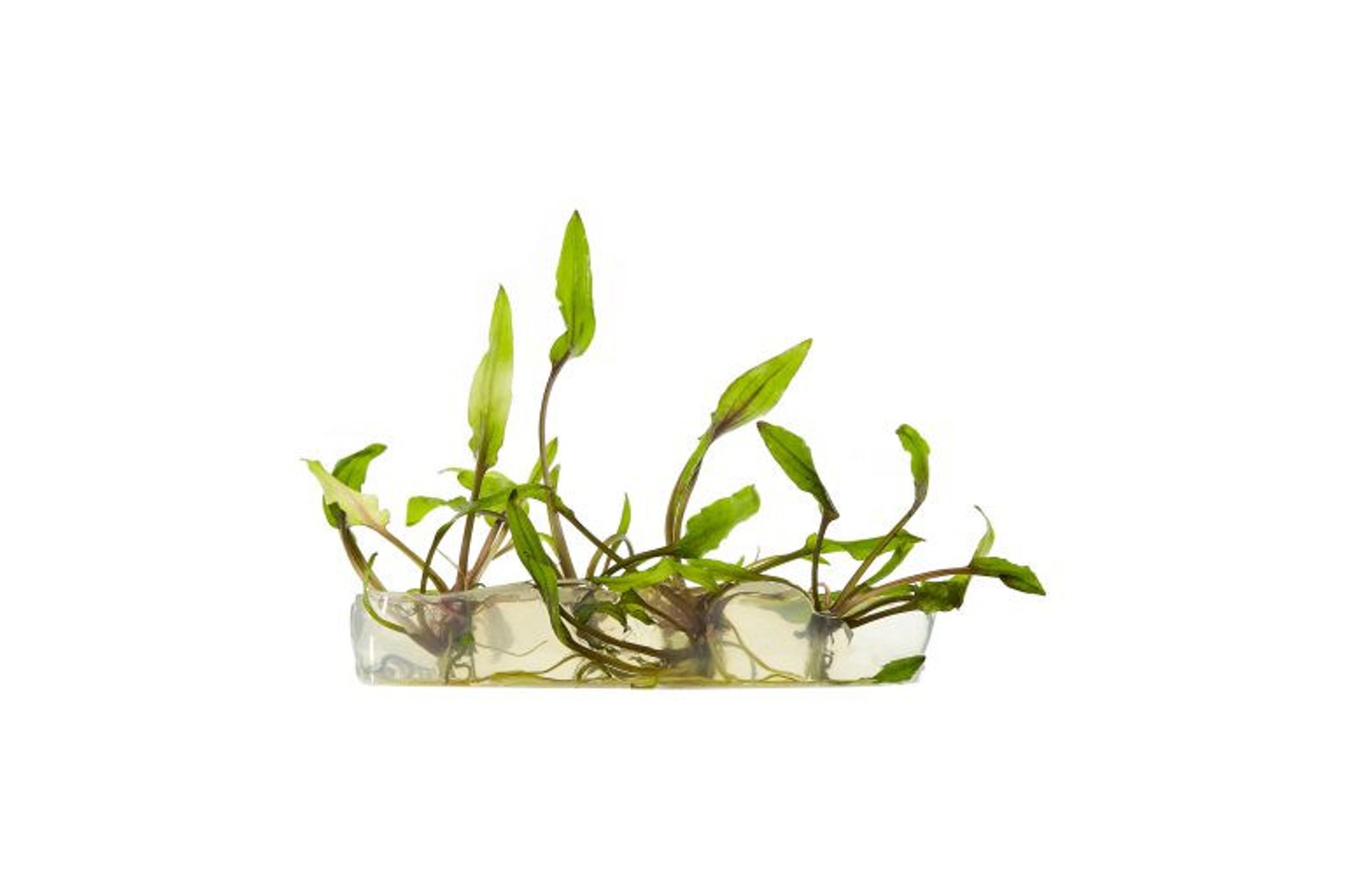 Cryptocoryne Beckettii Tissue Culture