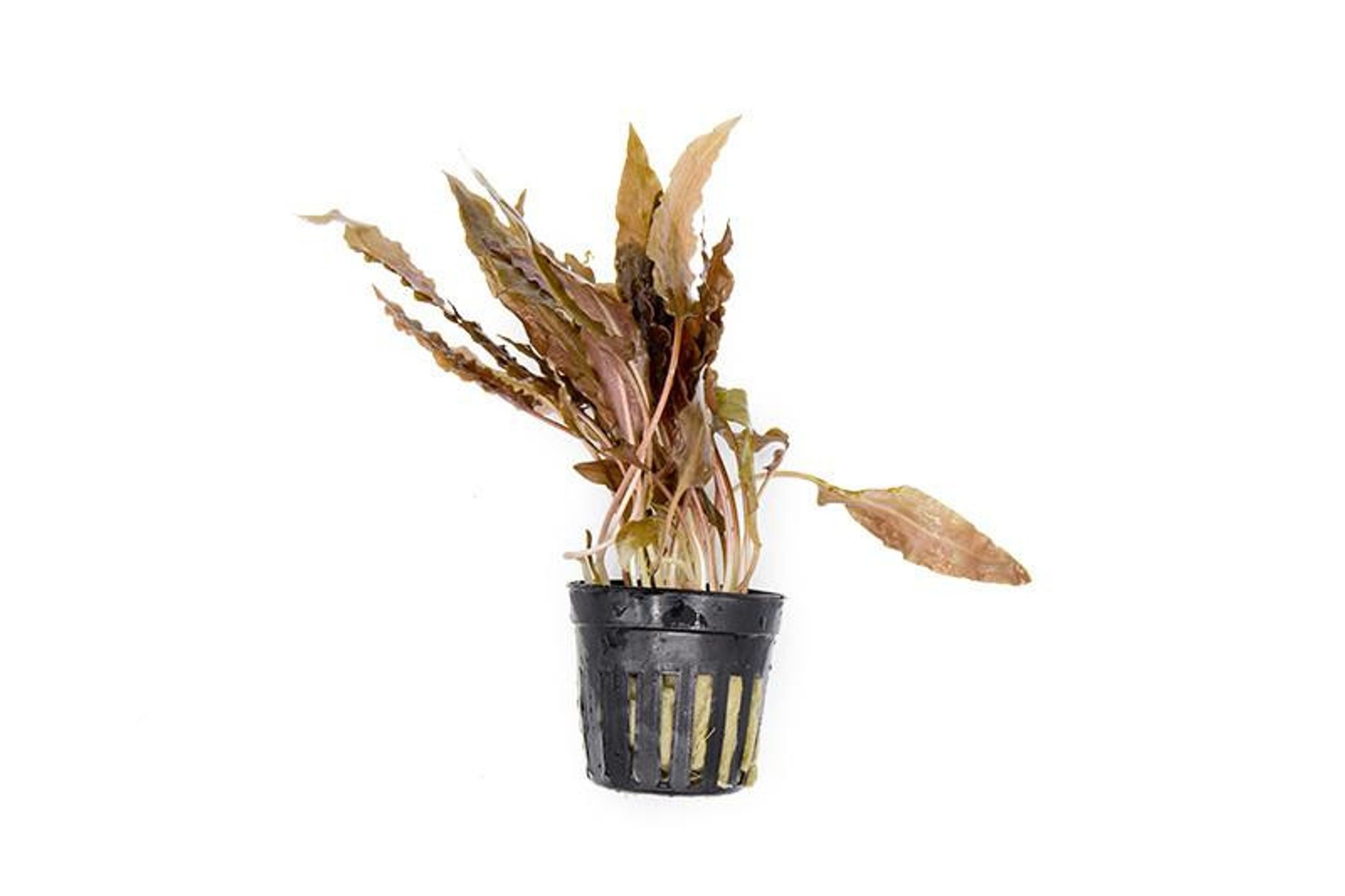 Cryptocoryne Hudoroi (Pot)